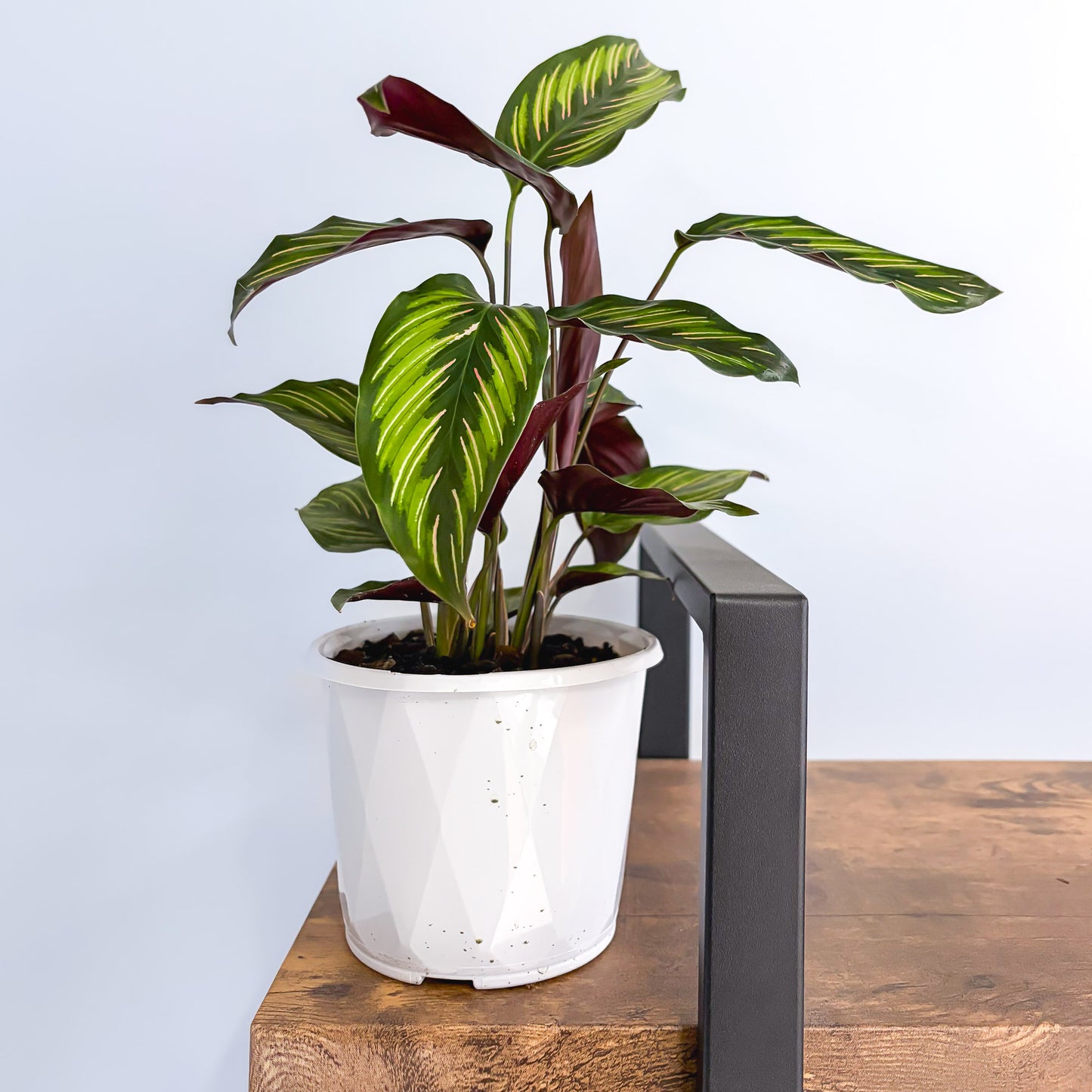 Calathea Beauty Star | The Plant Boys