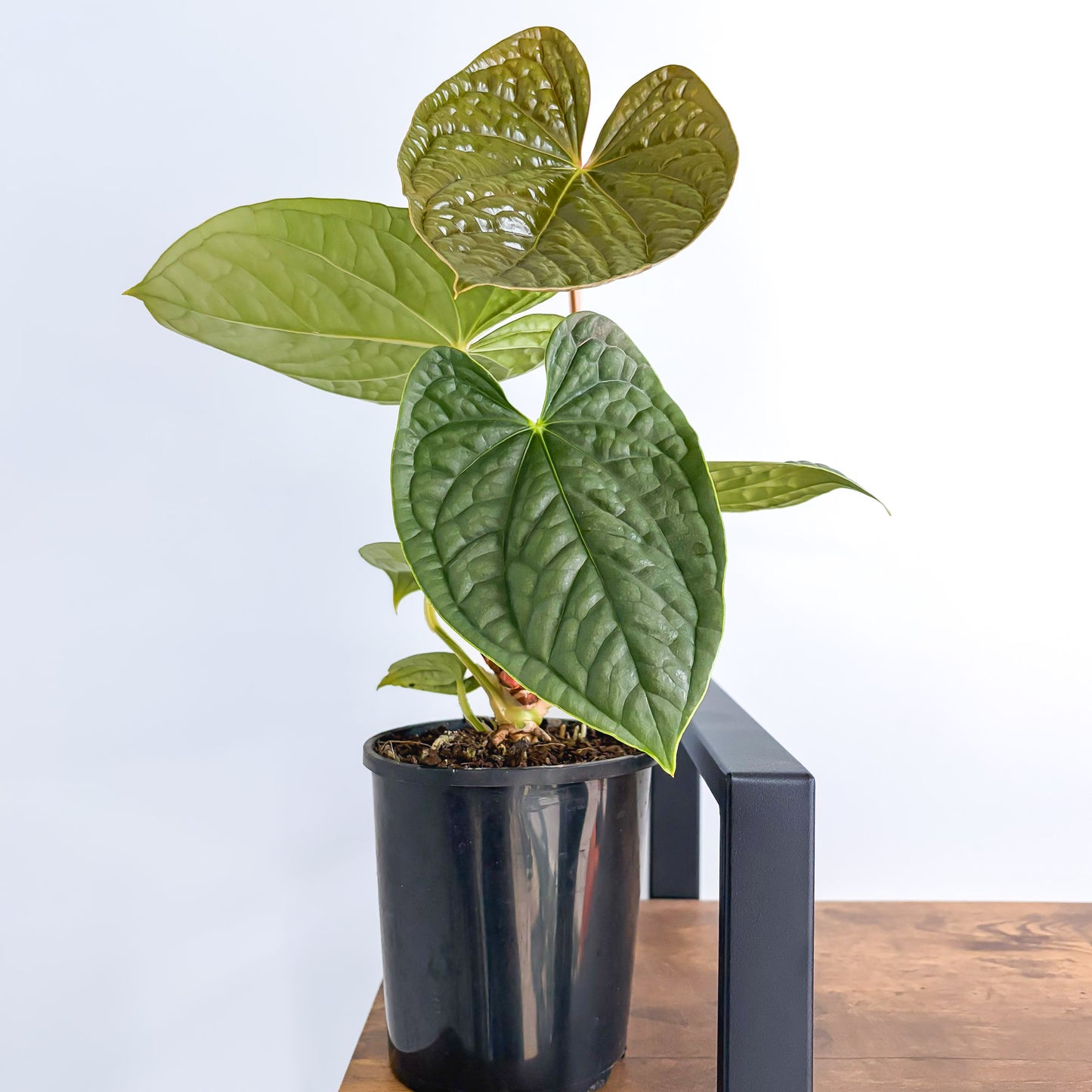 Anthurium Luxurians | The Plant Boys