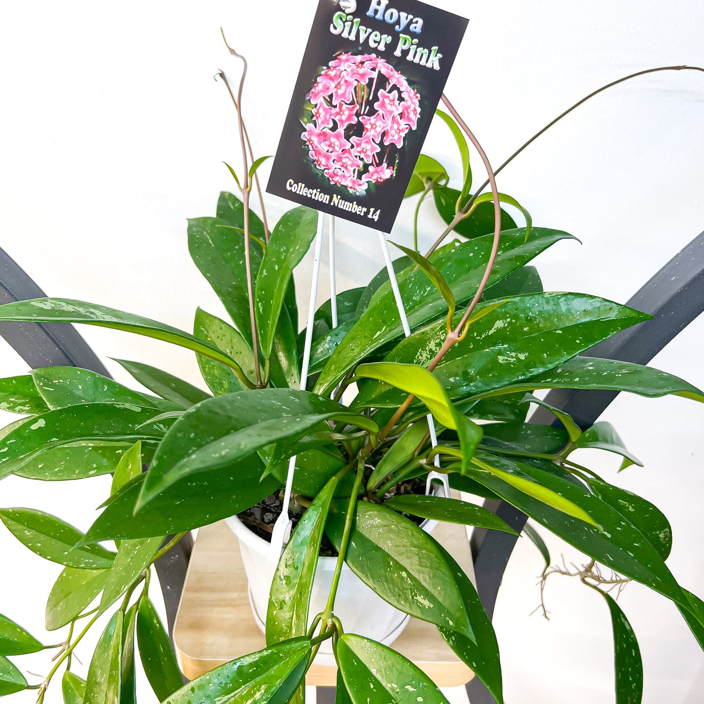 Hoya Silver Pink | The Plant Boys