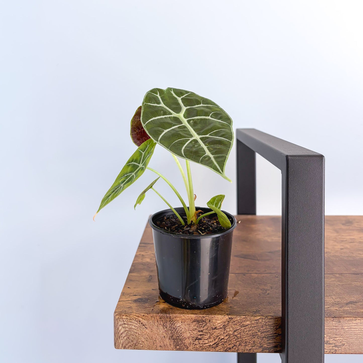 Alocasia Mirror Watsoniana Pixie product photo 5