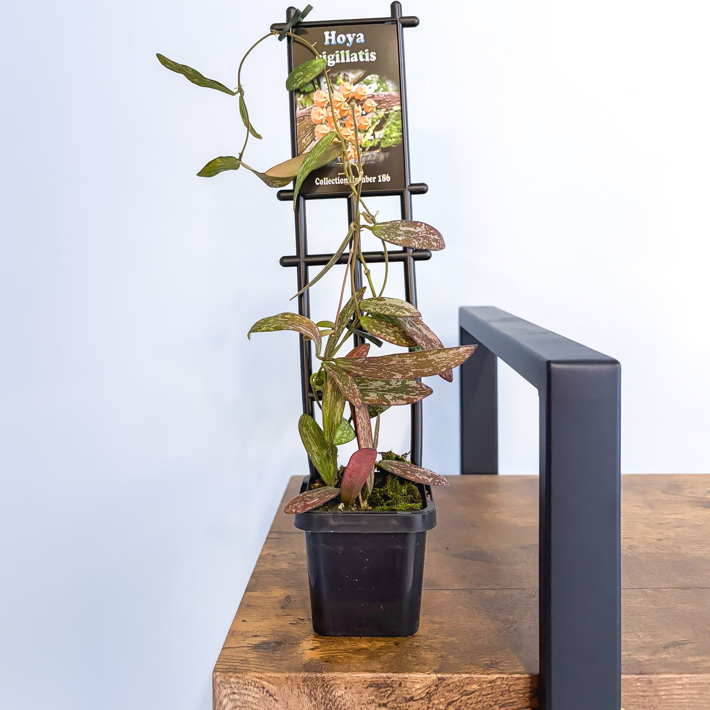 Hoya Sigillatis | The Plant Boys