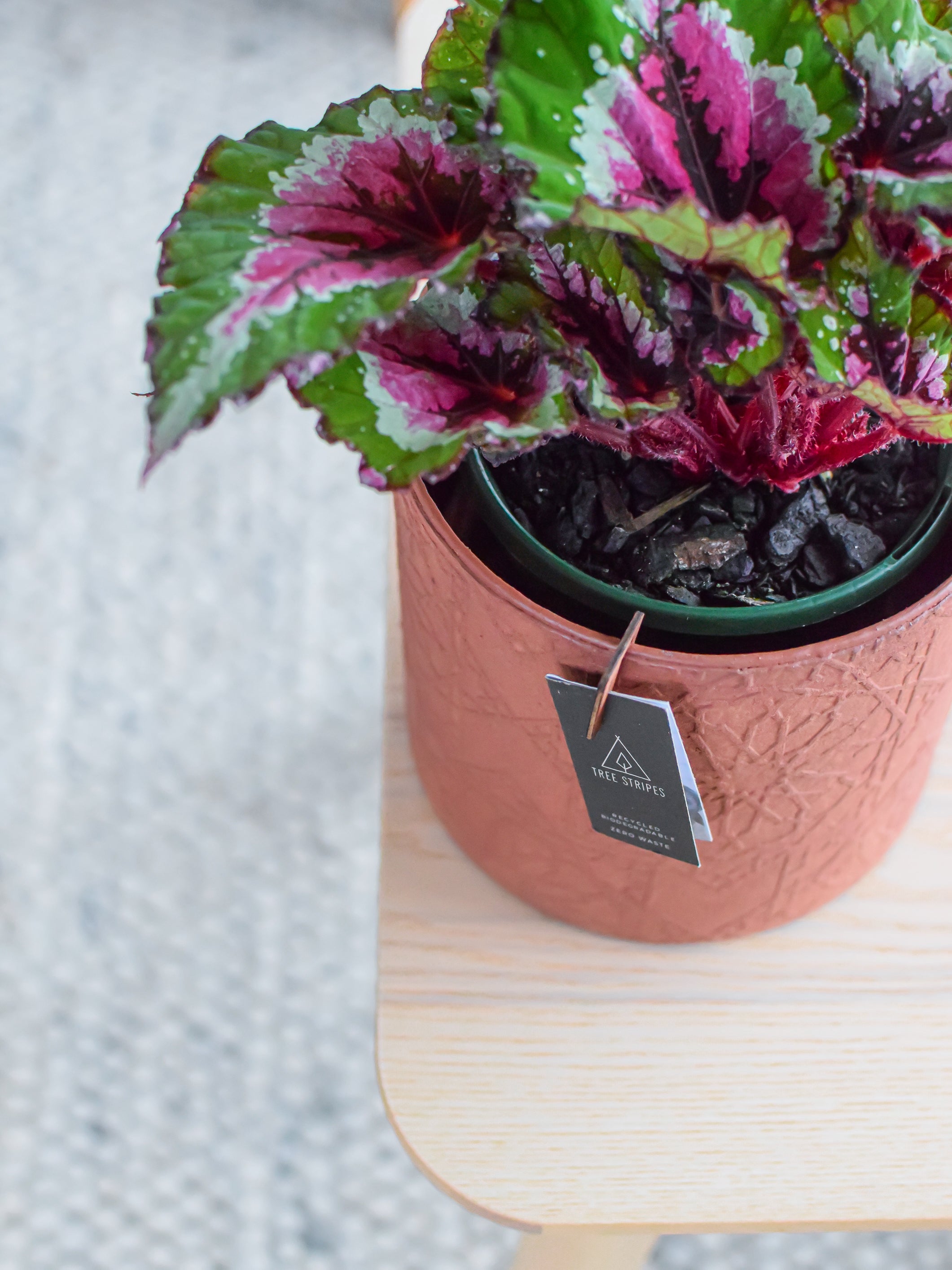 Begonia Alaskan Creek in a Pot