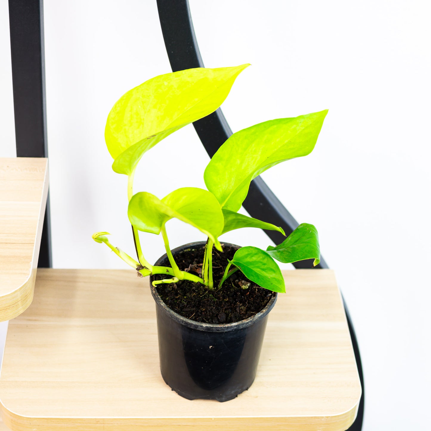 Pothos Goldilocks