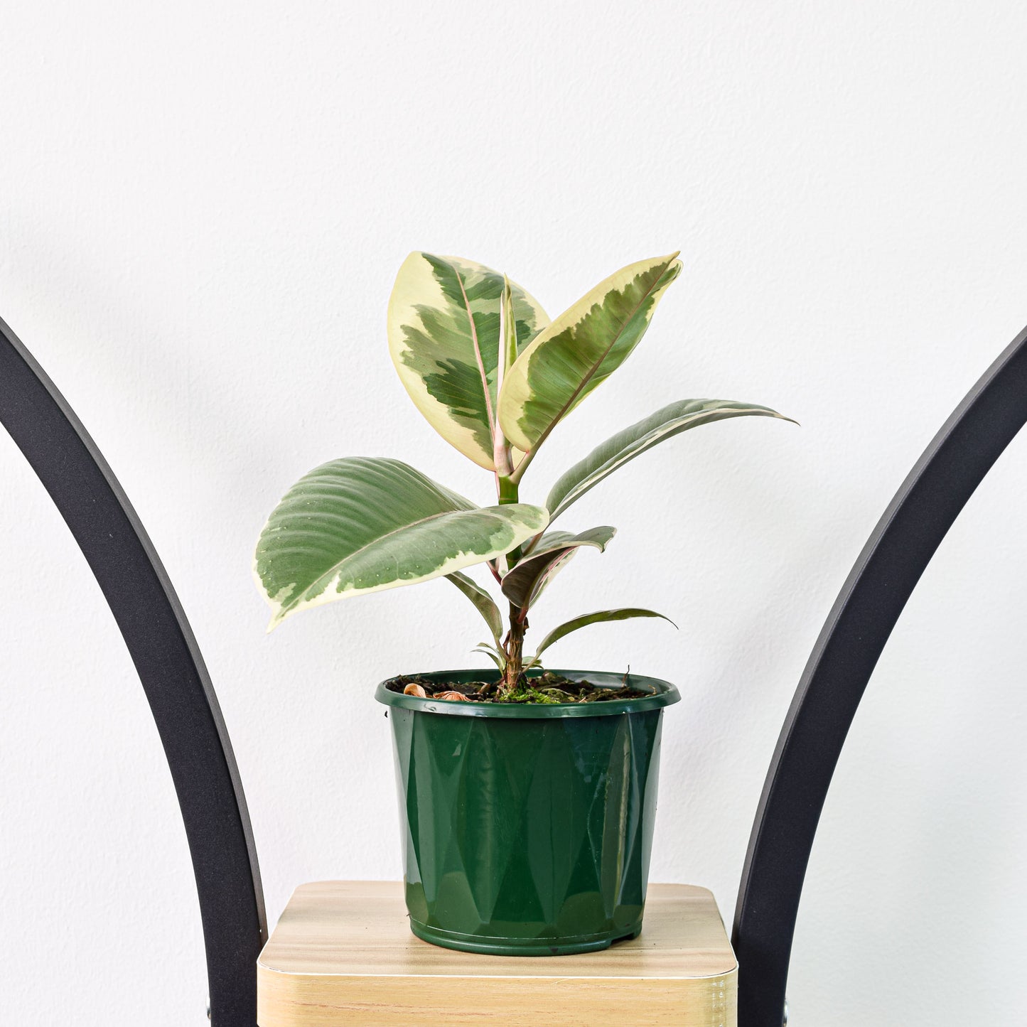 Ficus Elastica Tineke