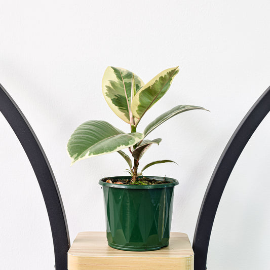 Ficus Elastica Tineke