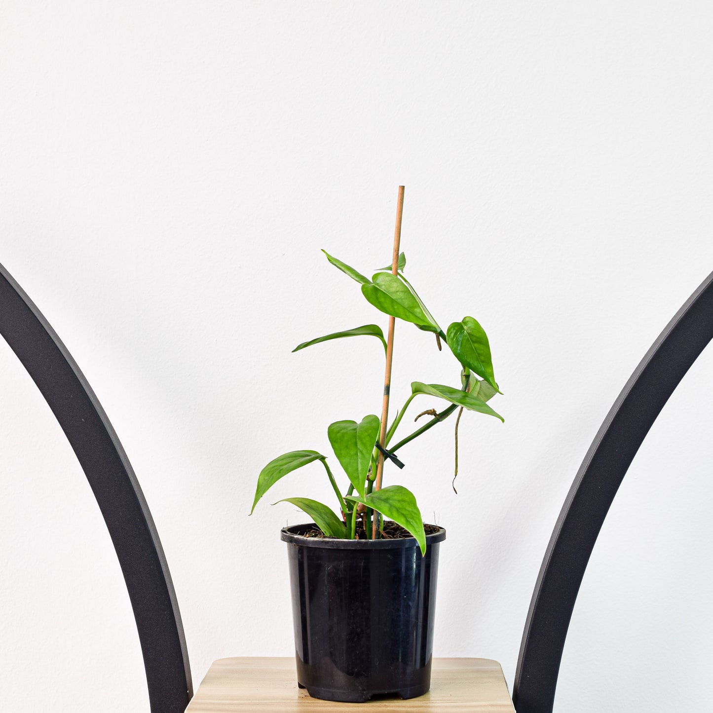 Epipremnum Pinnatum Dragon Tail Pothos