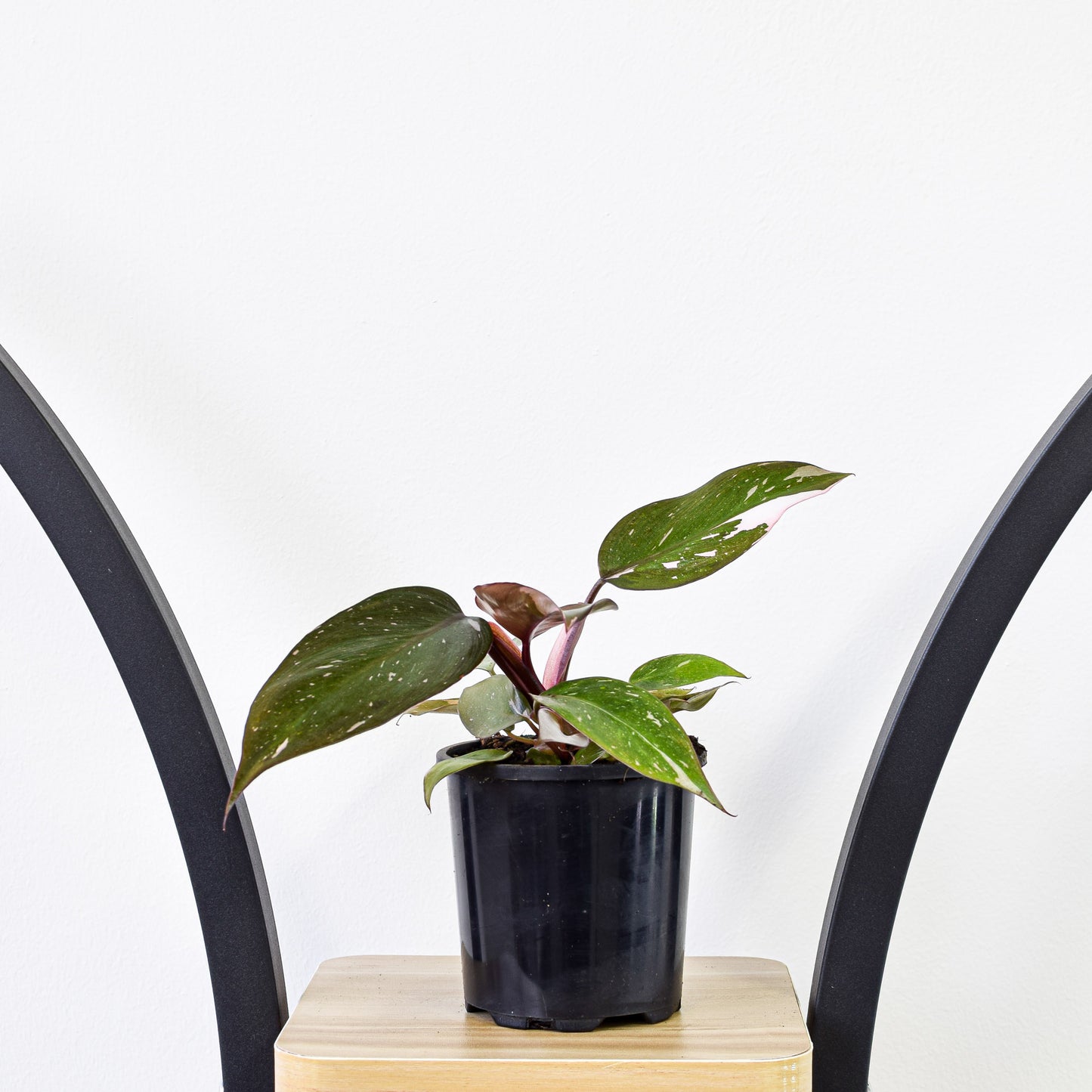 Philodendron Pink Princess