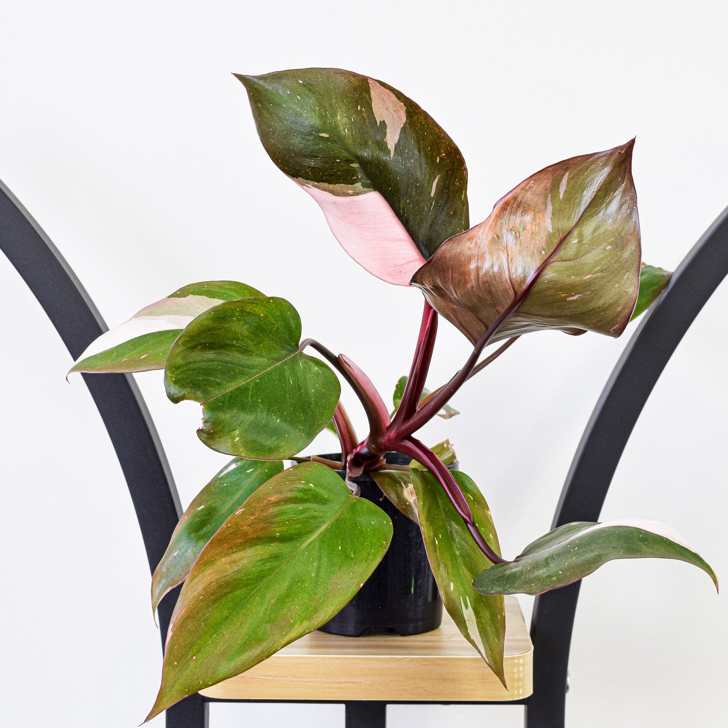 Philodendron Pink Princess