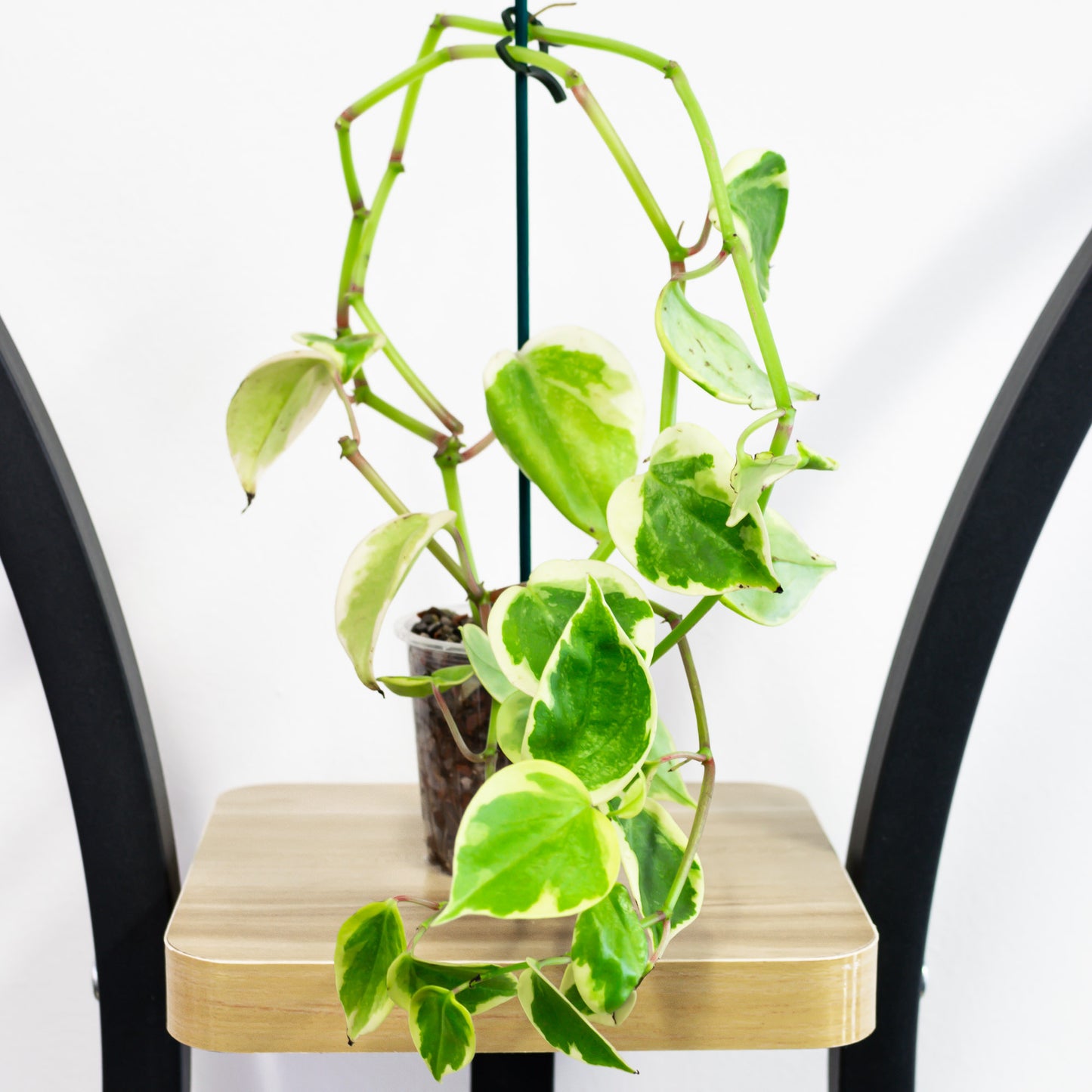 Peperomia Scandens Variegata (Semi Hydro)