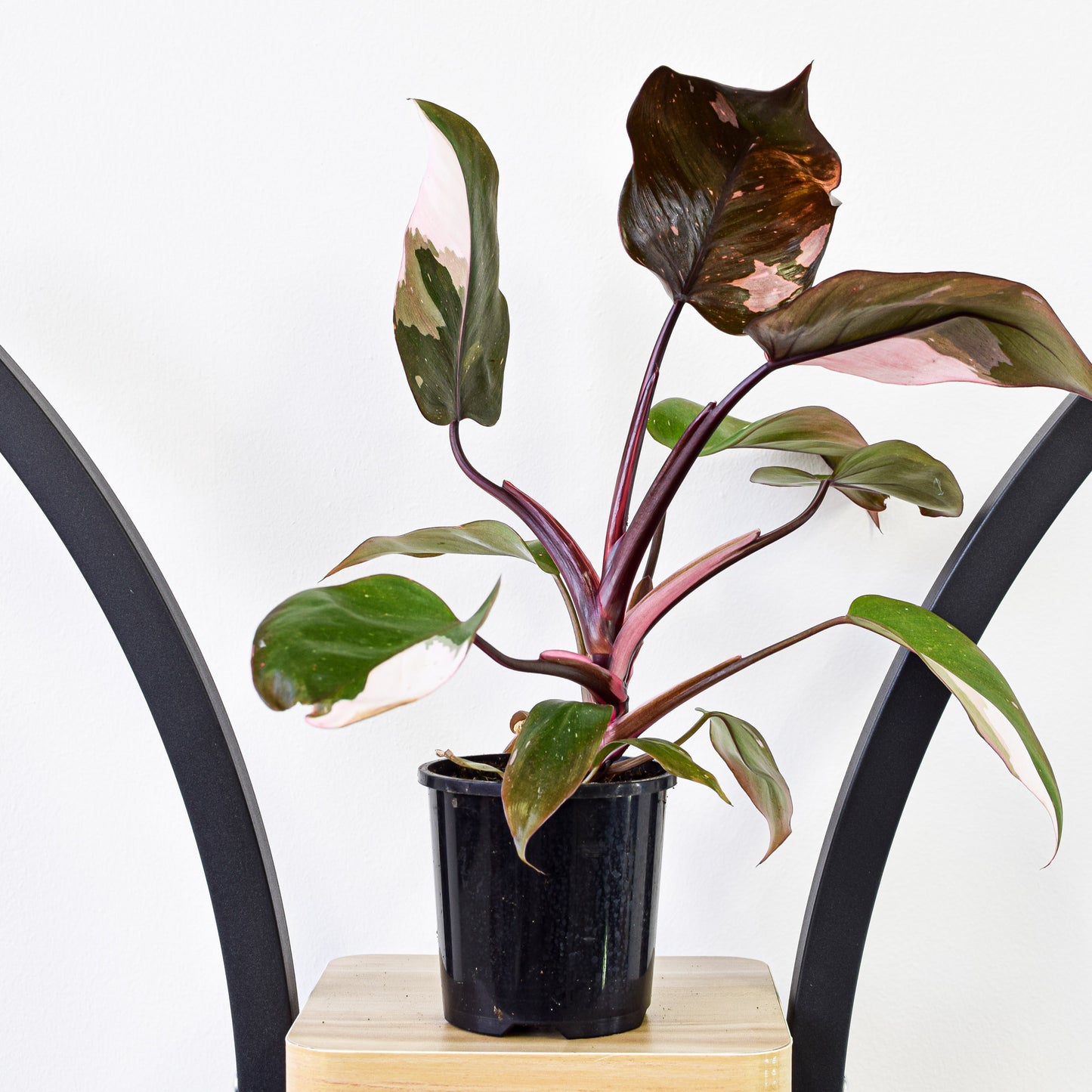 Philodendron Pink Princess