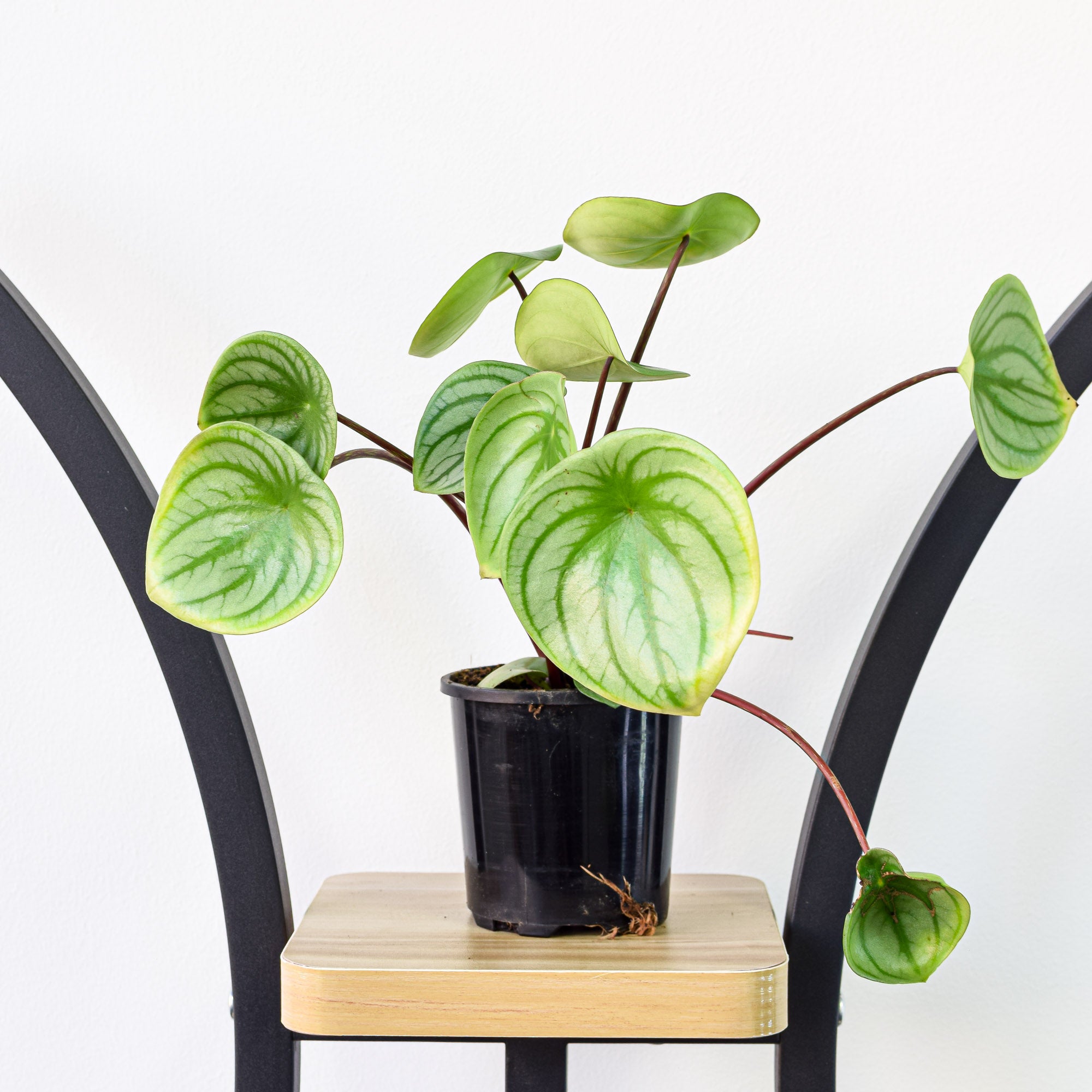 watermelon pothos Peperomia Watermelon – The Plant Boys