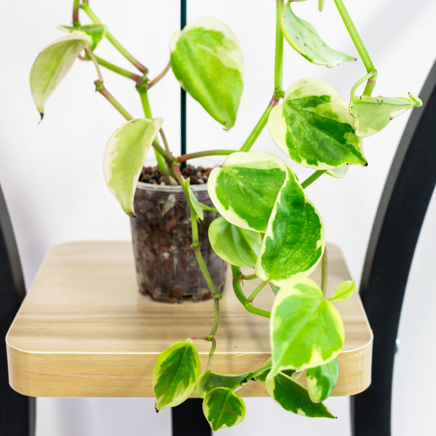 Peperomia Scandens Variegata (Semi Hydro)