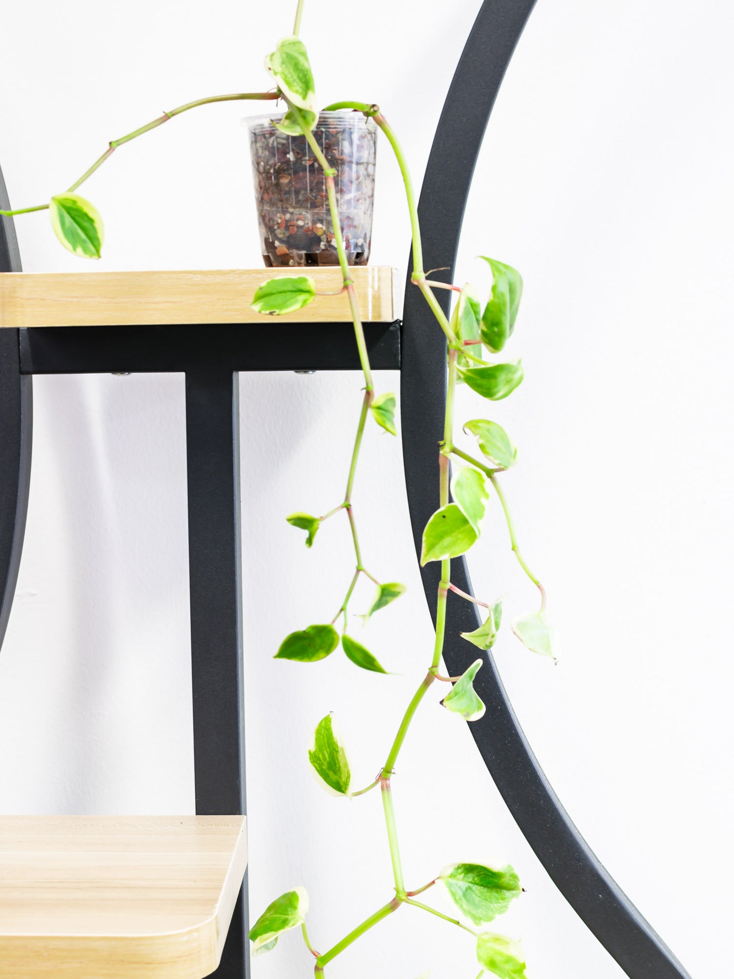 Peperomia Scandens Variegata (Semi Hydro)