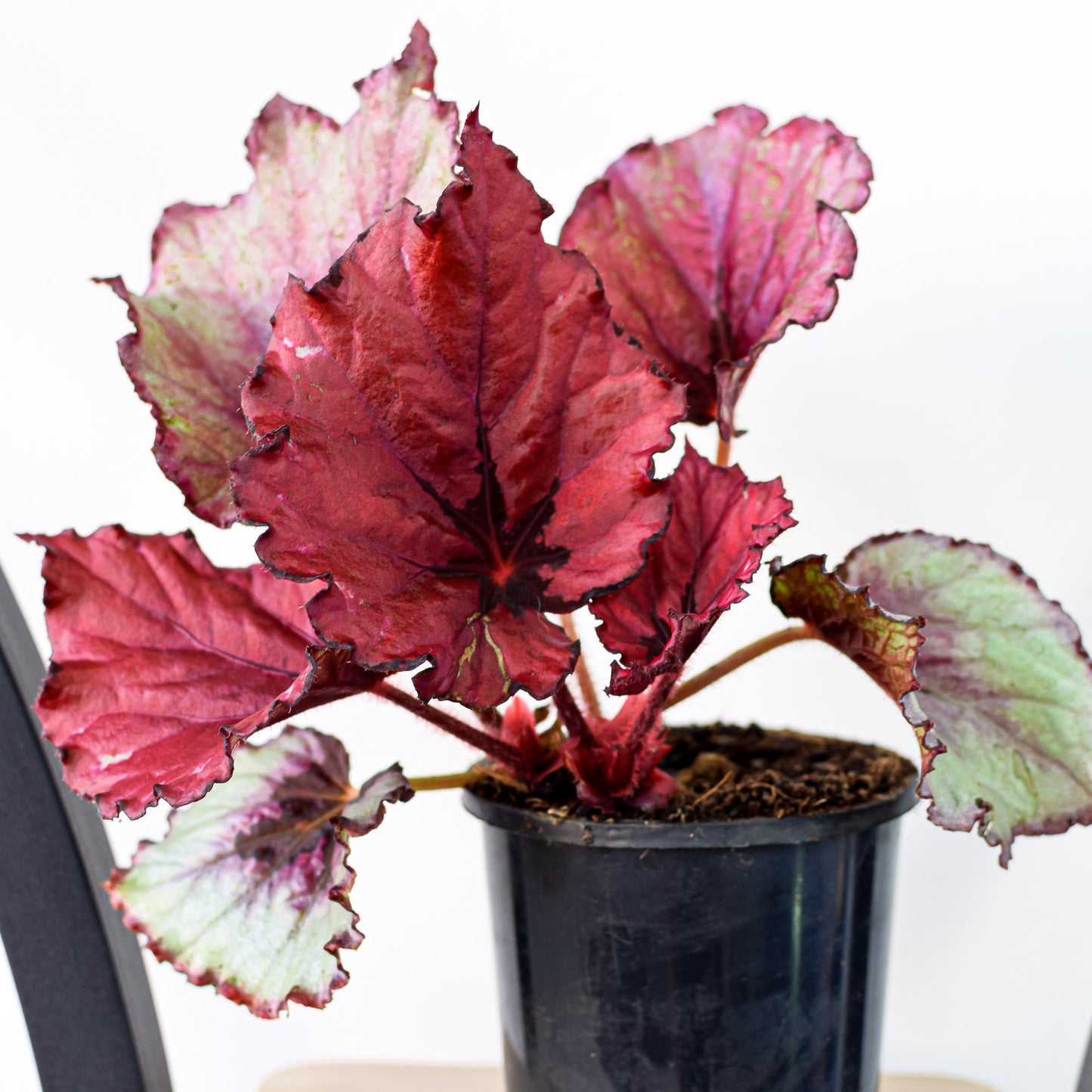 Begonia Kotobuki