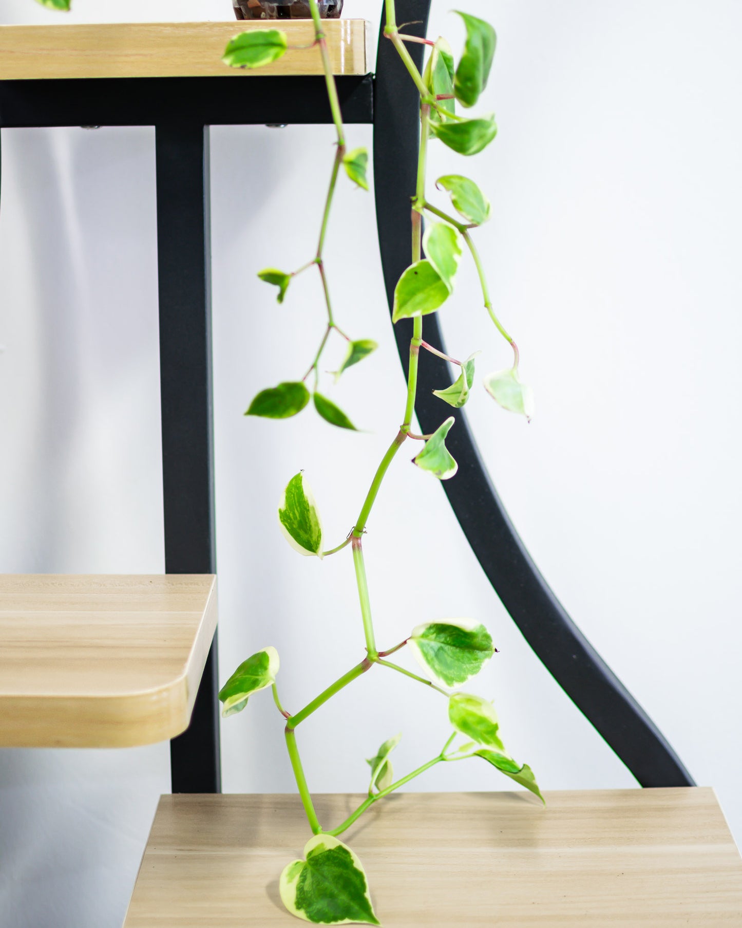 Peperomia Scandens Variegata (Semi Hydro)