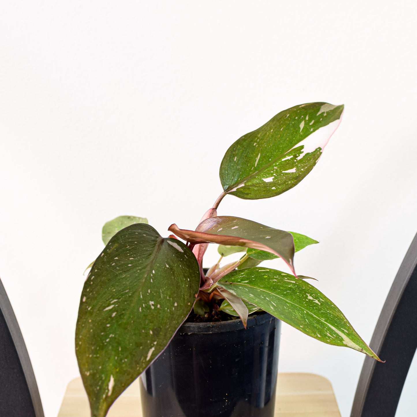 Philodendron Pink Princess