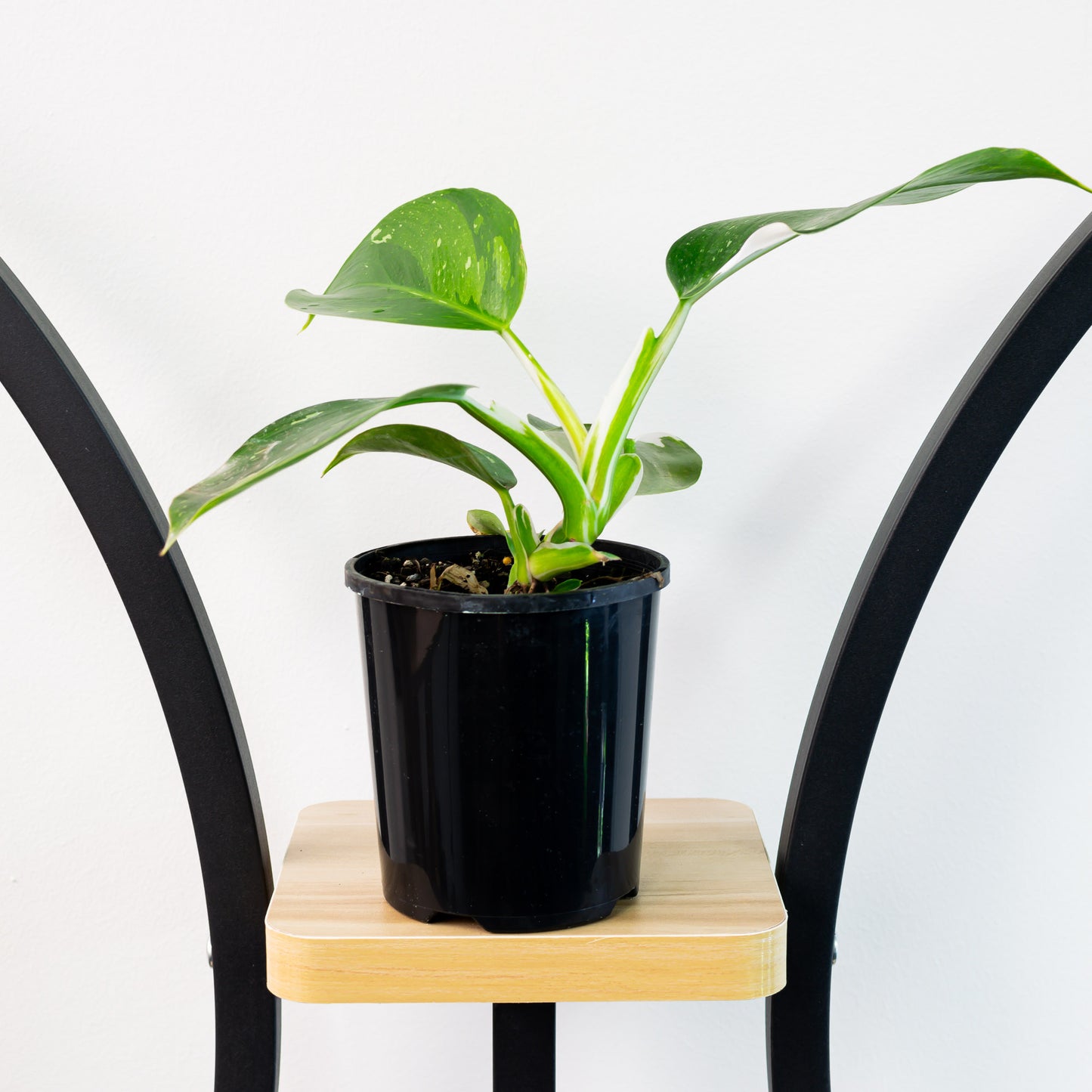 Philodendron White Wizard