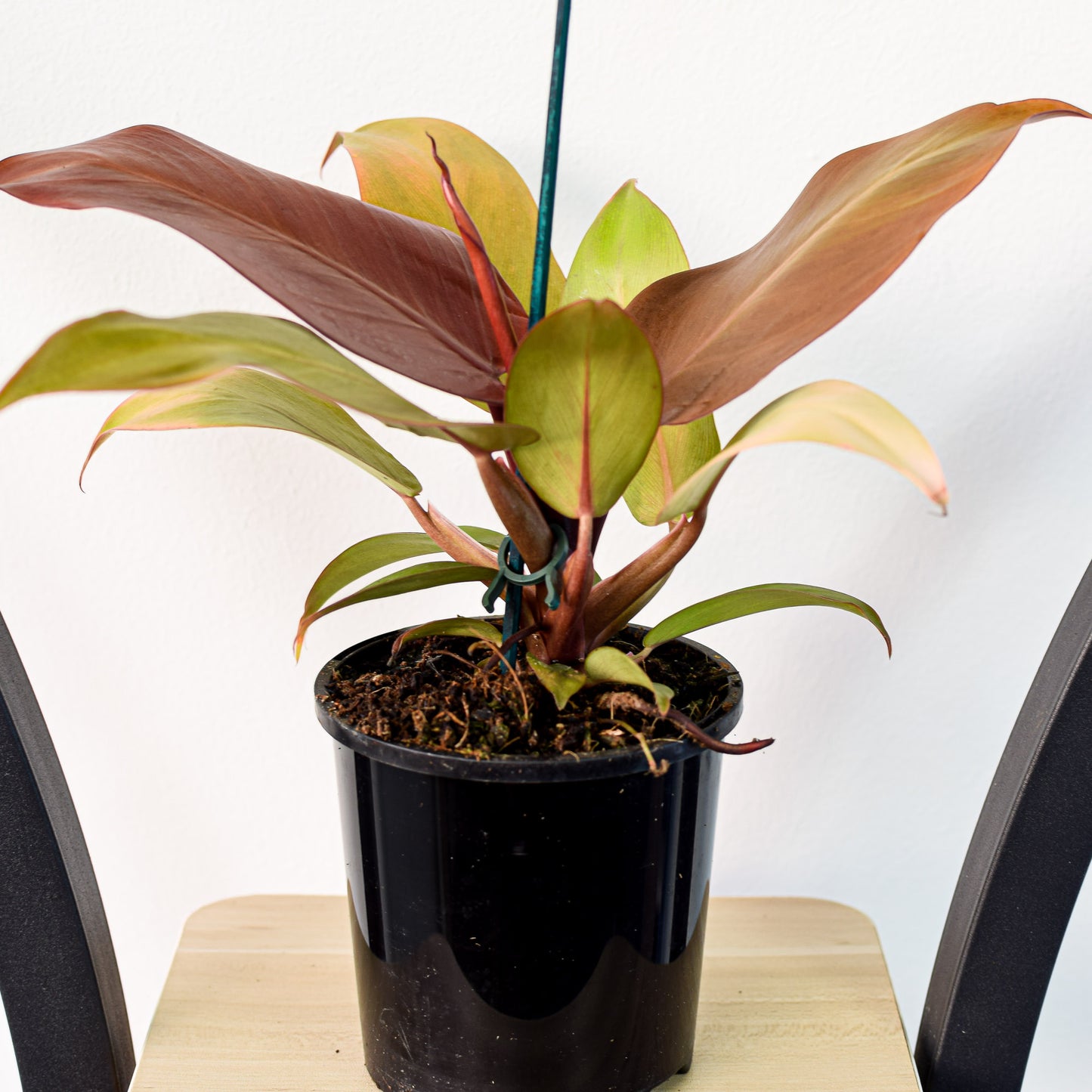 Philodendron Sun Red
