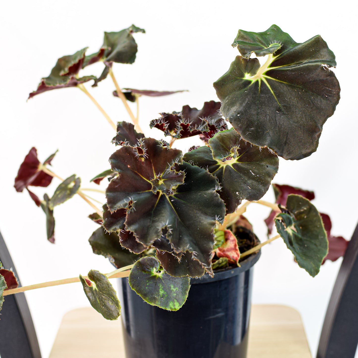 Begonia Black Mamba