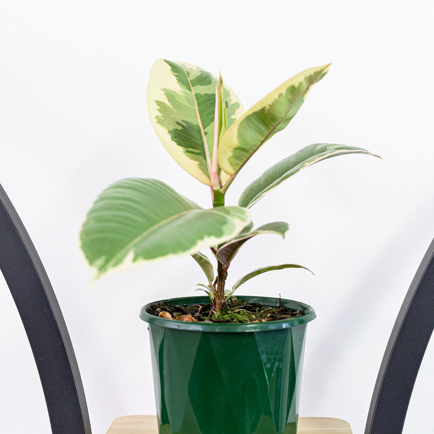 Ficus Elastica Tineke