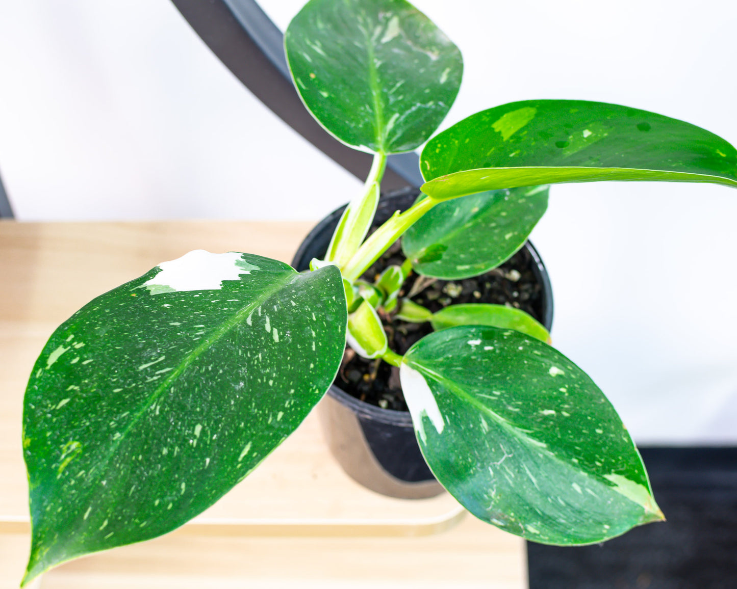 Philodendron White Wizard
