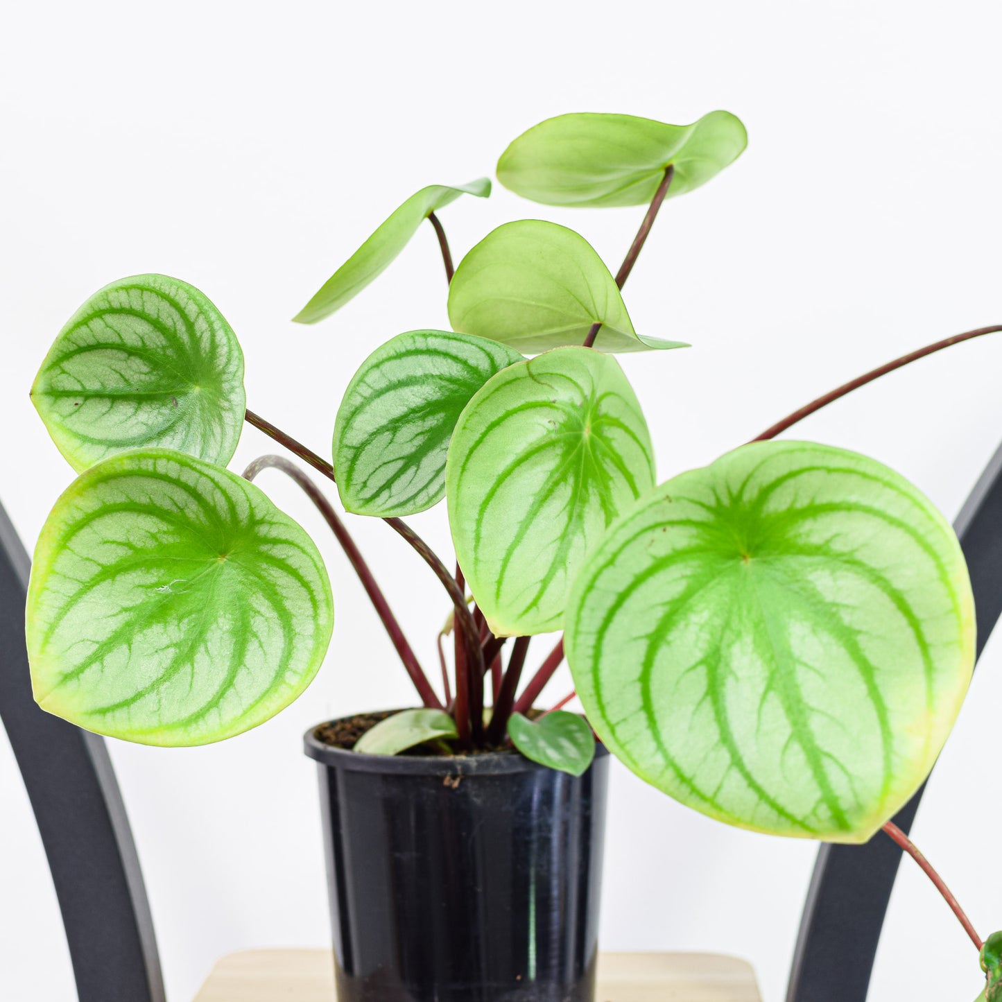 Peperomia Watermelon