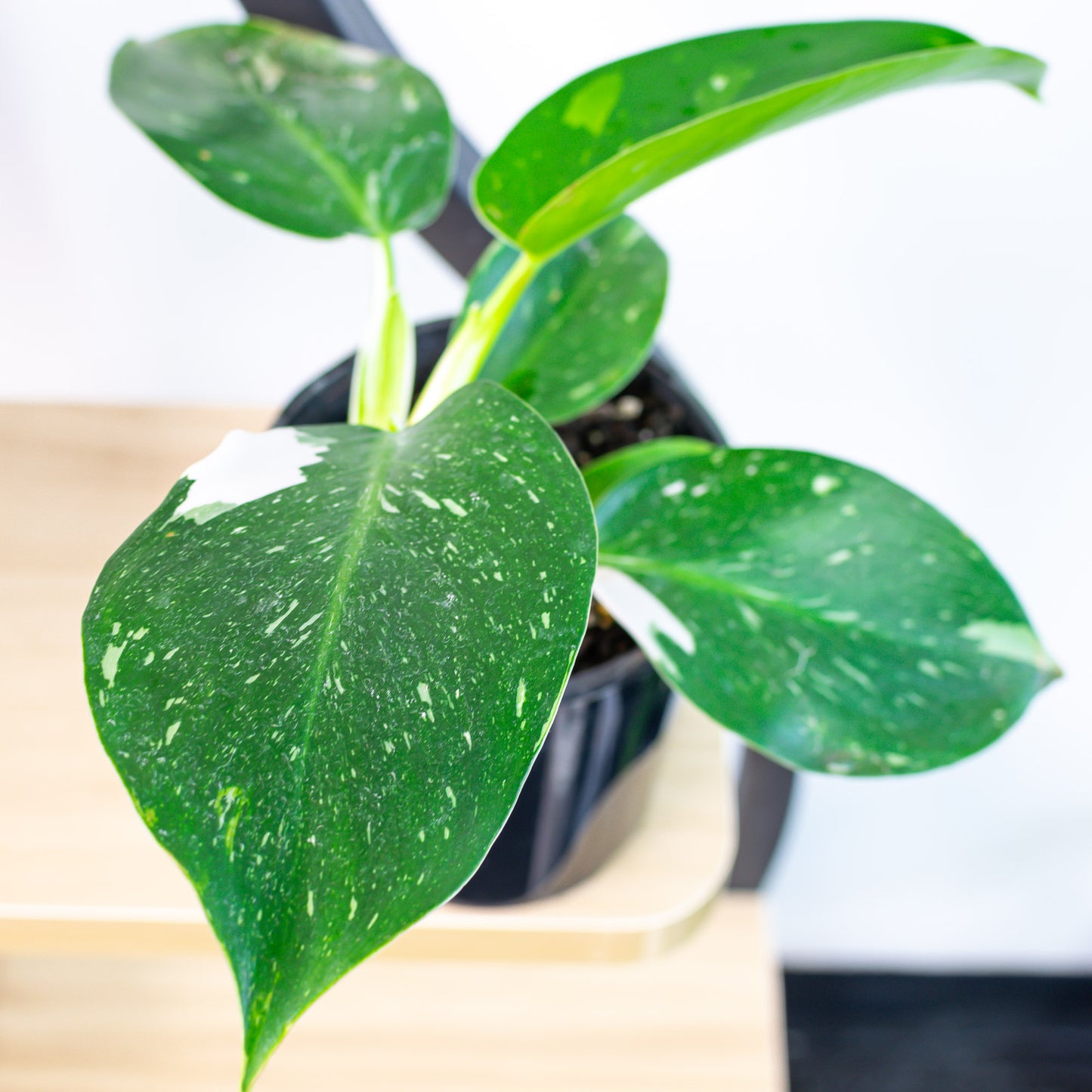 Philodendron White Wizard
