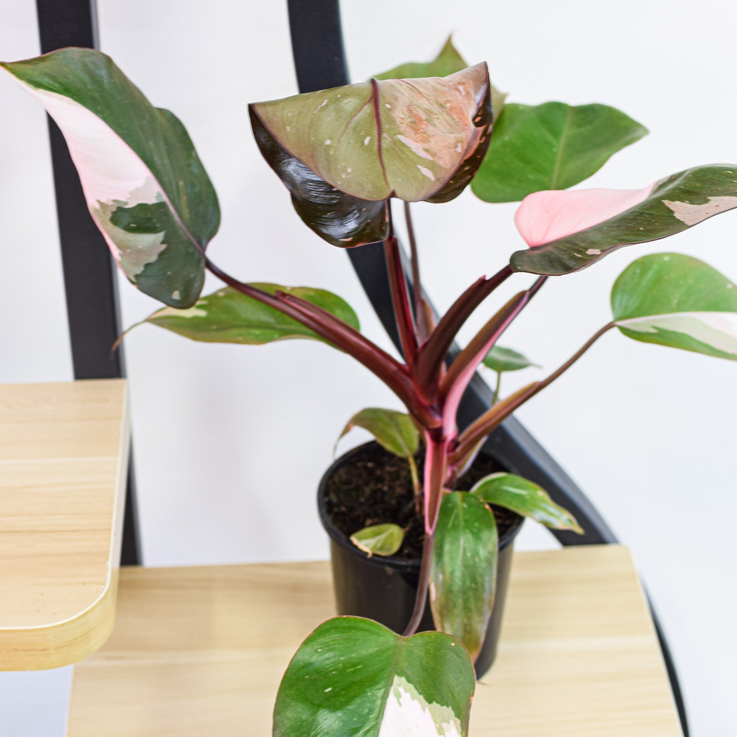 Philodendron Pink Princess
