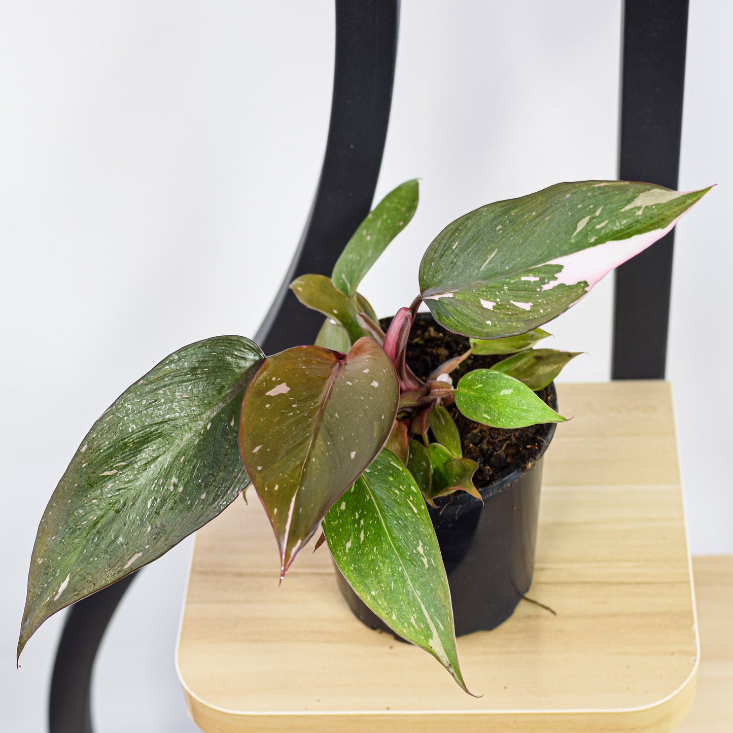 Philodendron Pink Princess