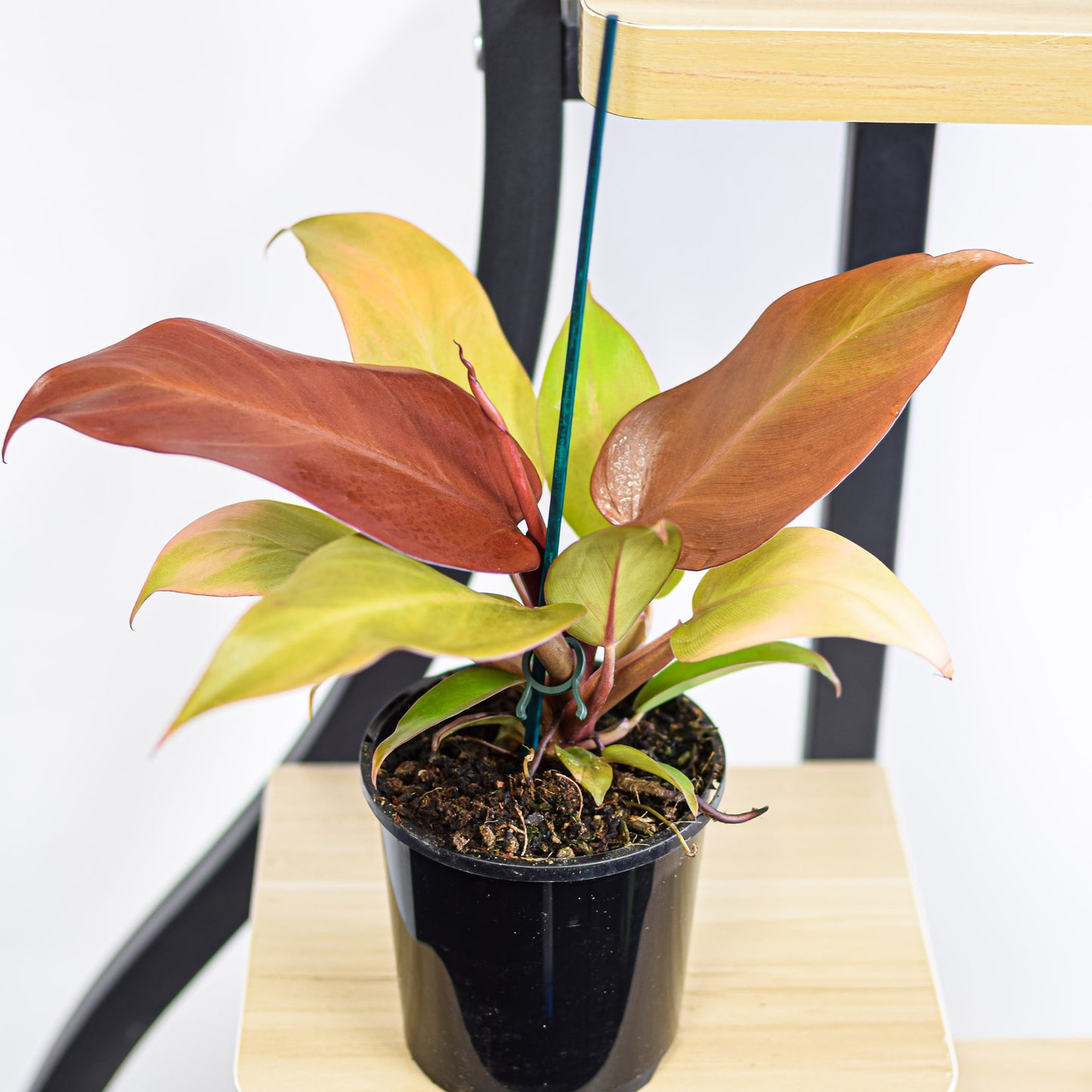Philodendron Sun Red