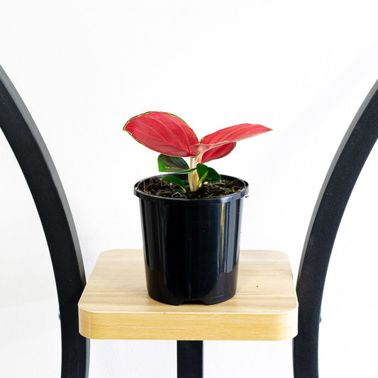 Aglaonema Thailand Red