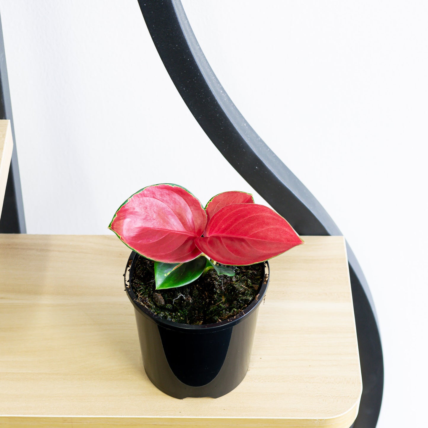 Aglaonema Thailand Red