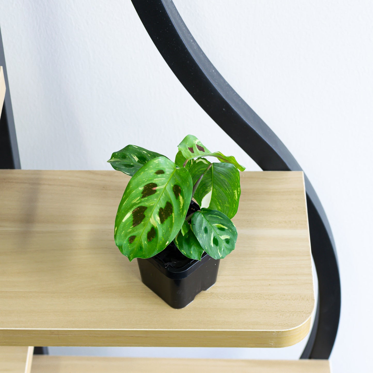 Maranta Variegated