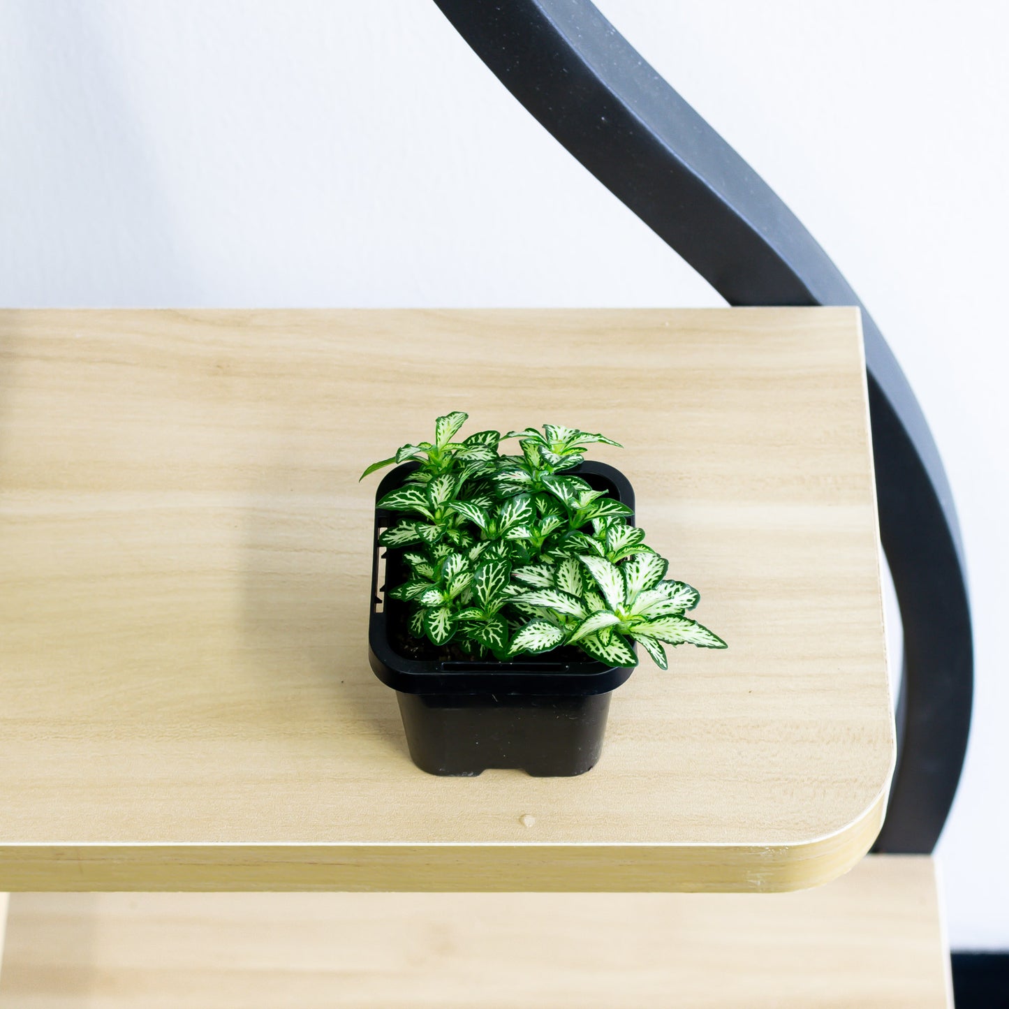 Fittonia Nerve Plant | The Plant Boys