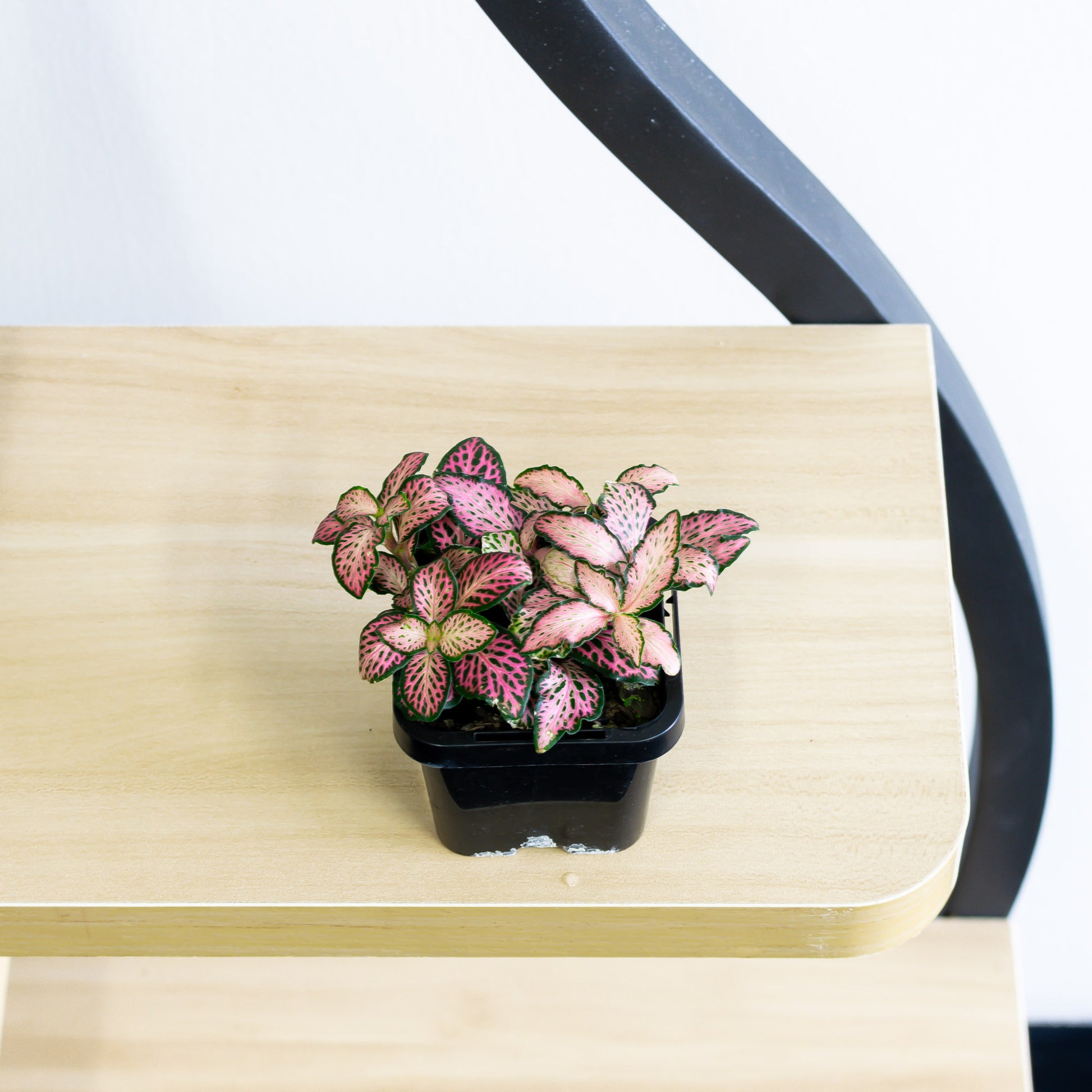 Fittonia Nerve Plant | The Plant Boys
