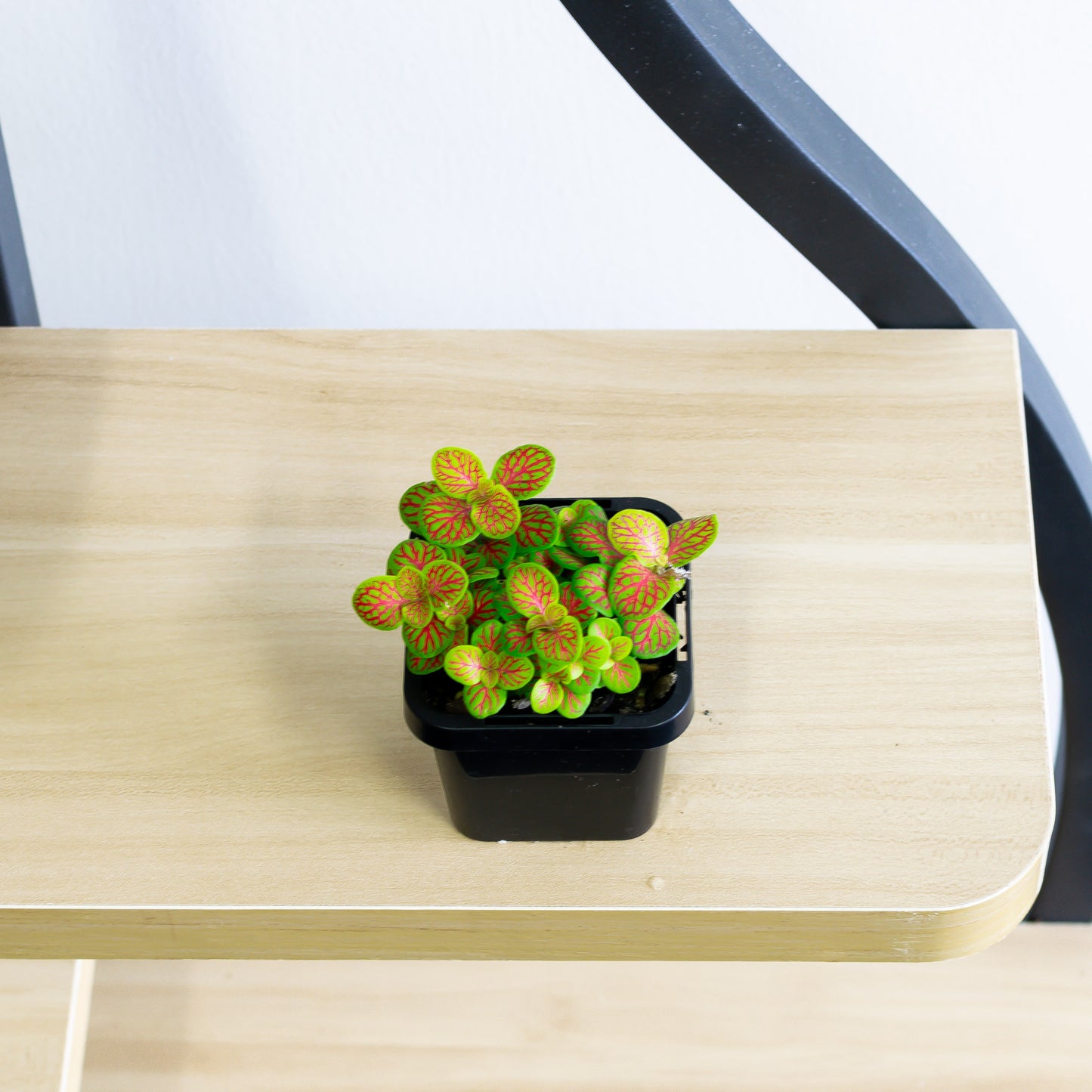 Fittonia Nerve Plant | The Plant Boys
