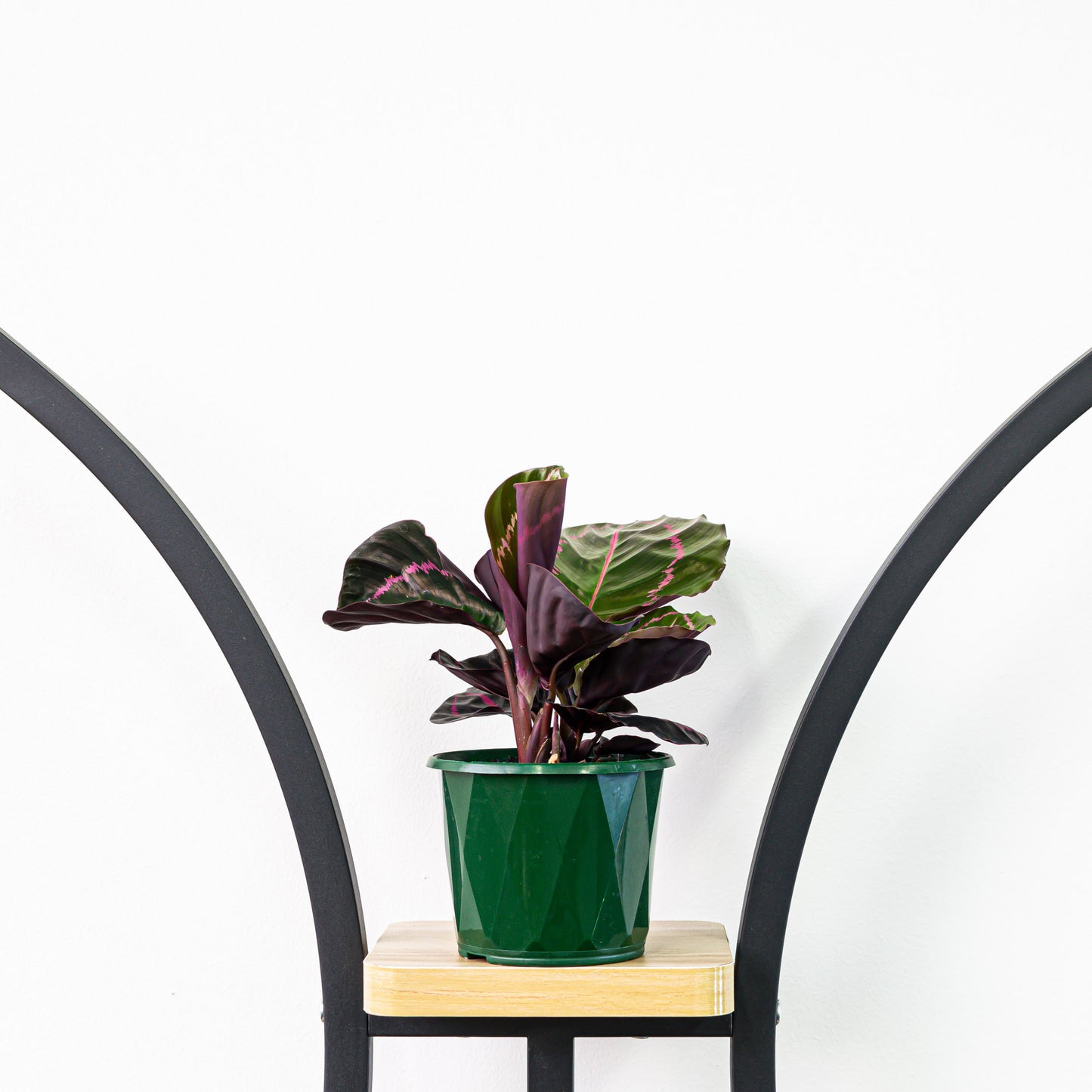 Calathea Dottie