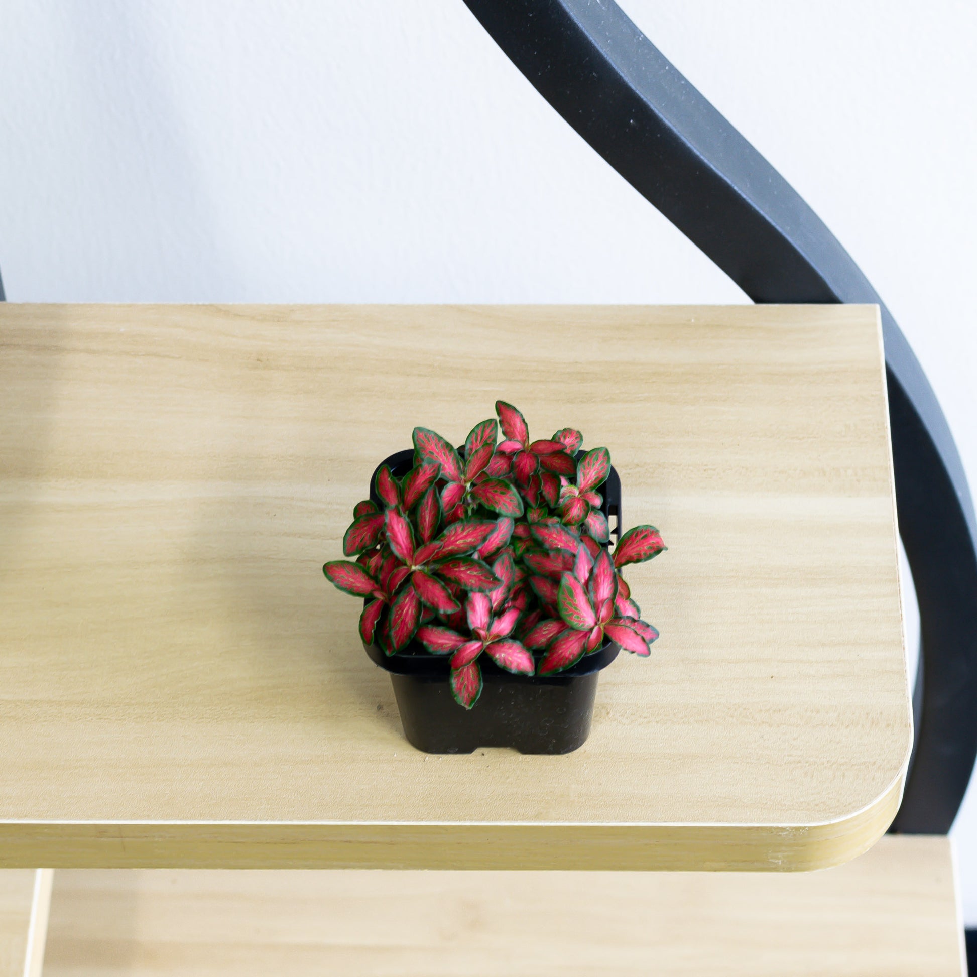 Fittonia Nerve Plant | The Plant Boys