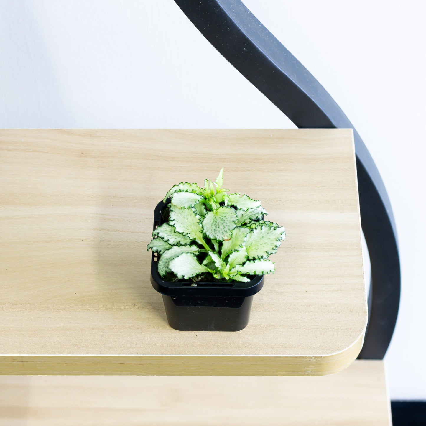 Fittonia Nerve Plant | The Plant Boys