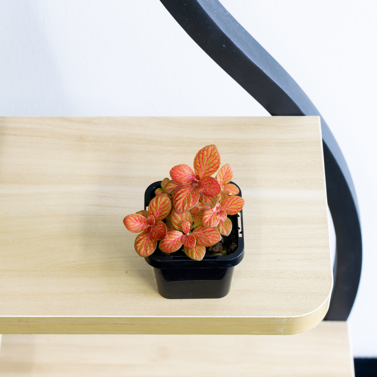 Fittonia Nerve Plant | The Plant Boys