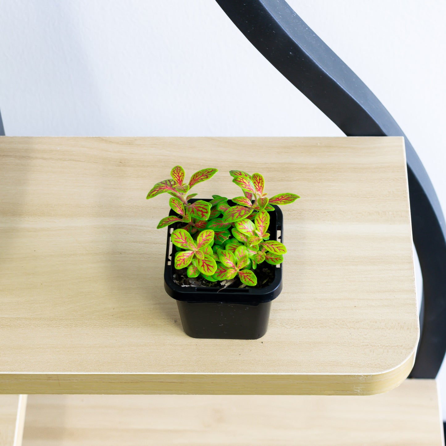 Fittonia Nerve Plant | The Plant Boys