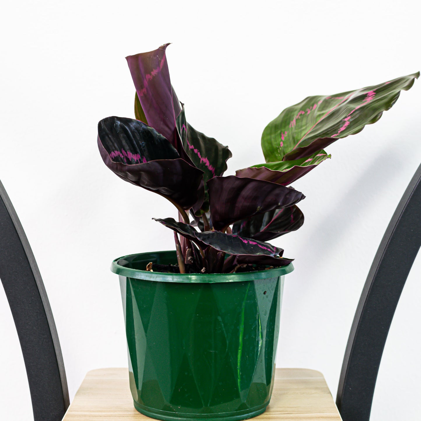 Calathea Dottie