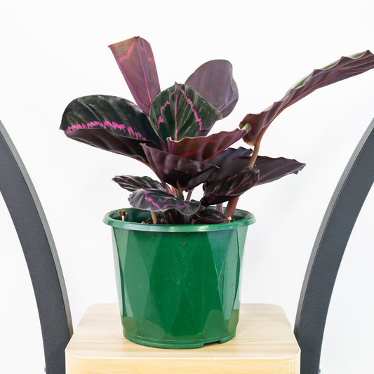 Calathea Dottie