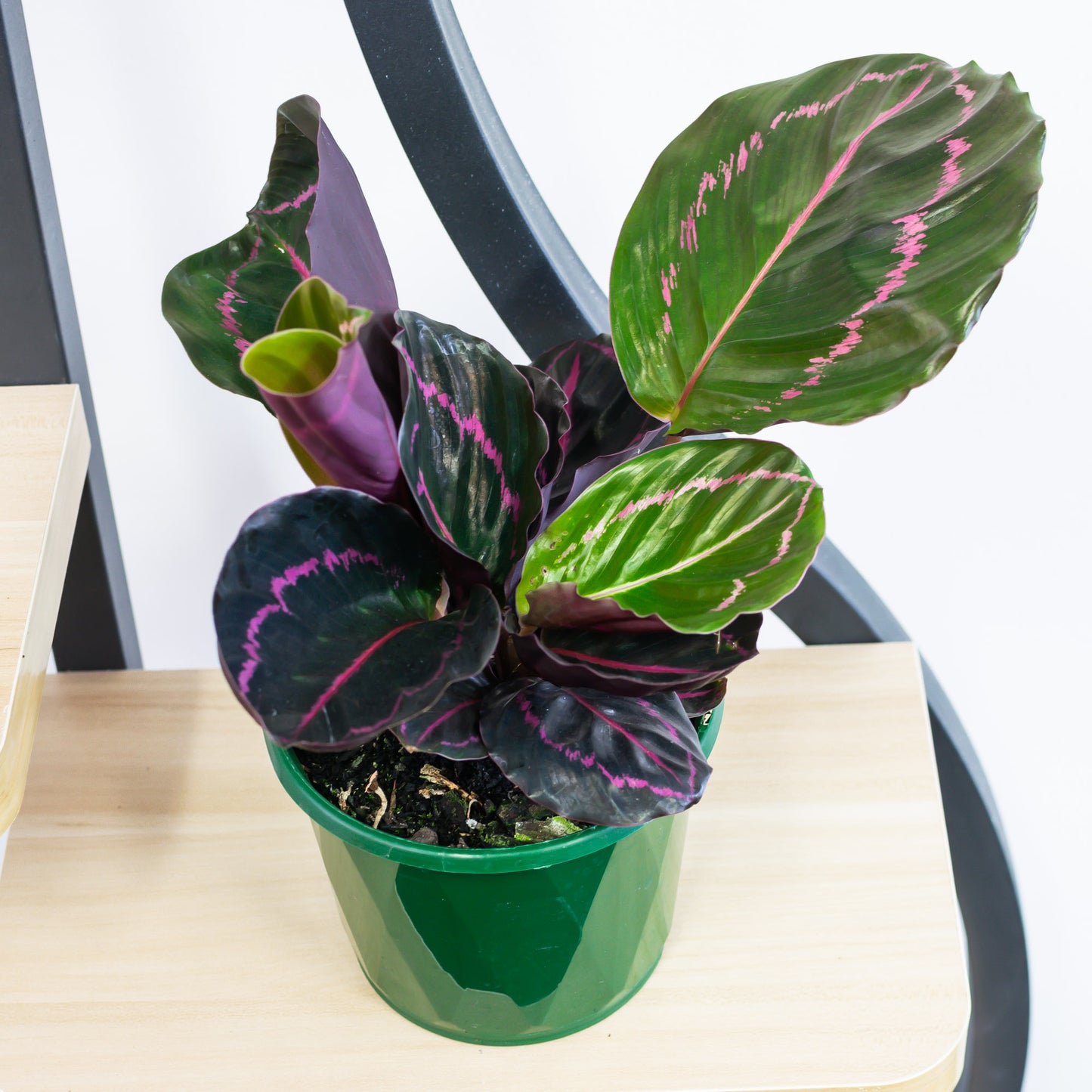 Calathea Dottie