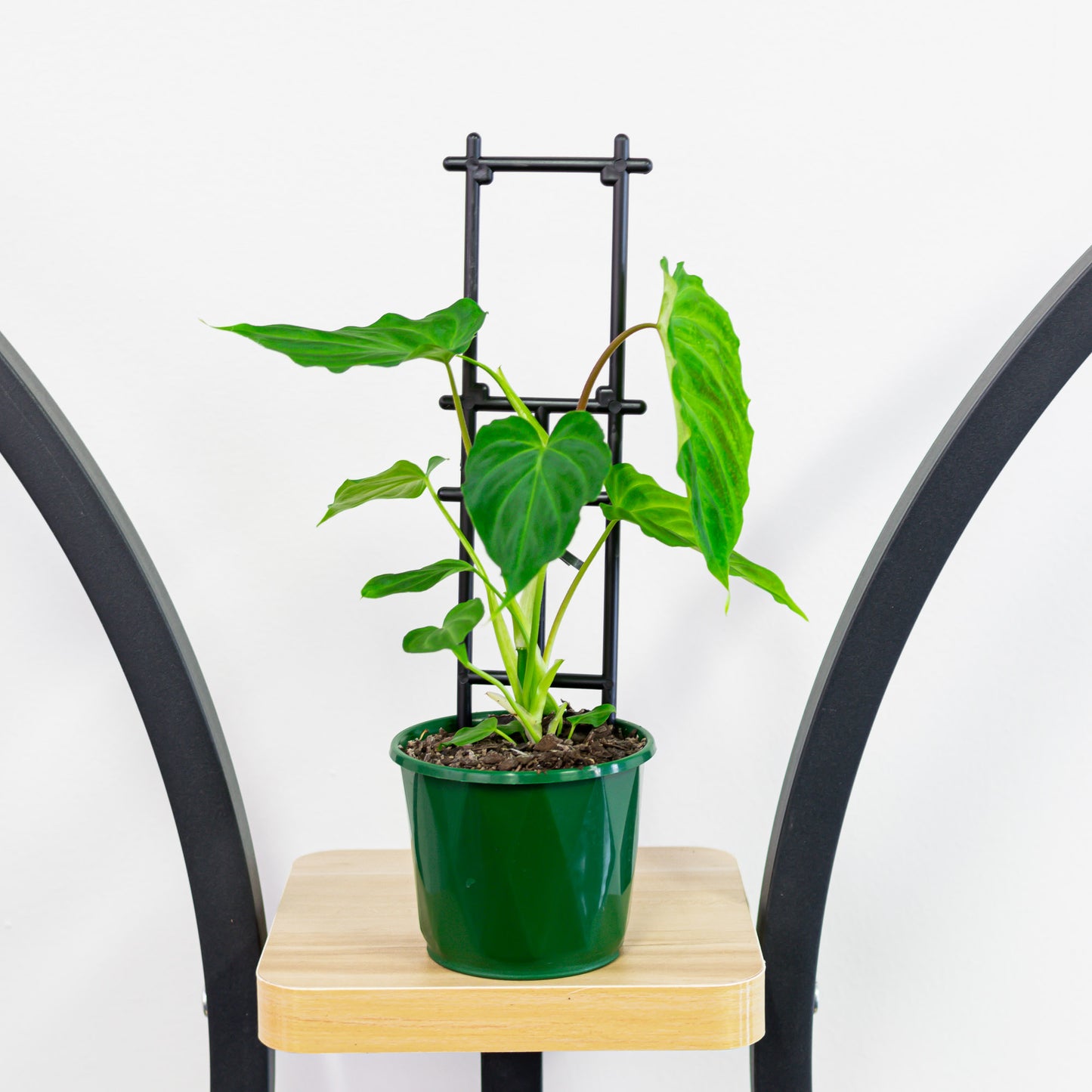 Philodendron Verrucosum | The Plant Boys