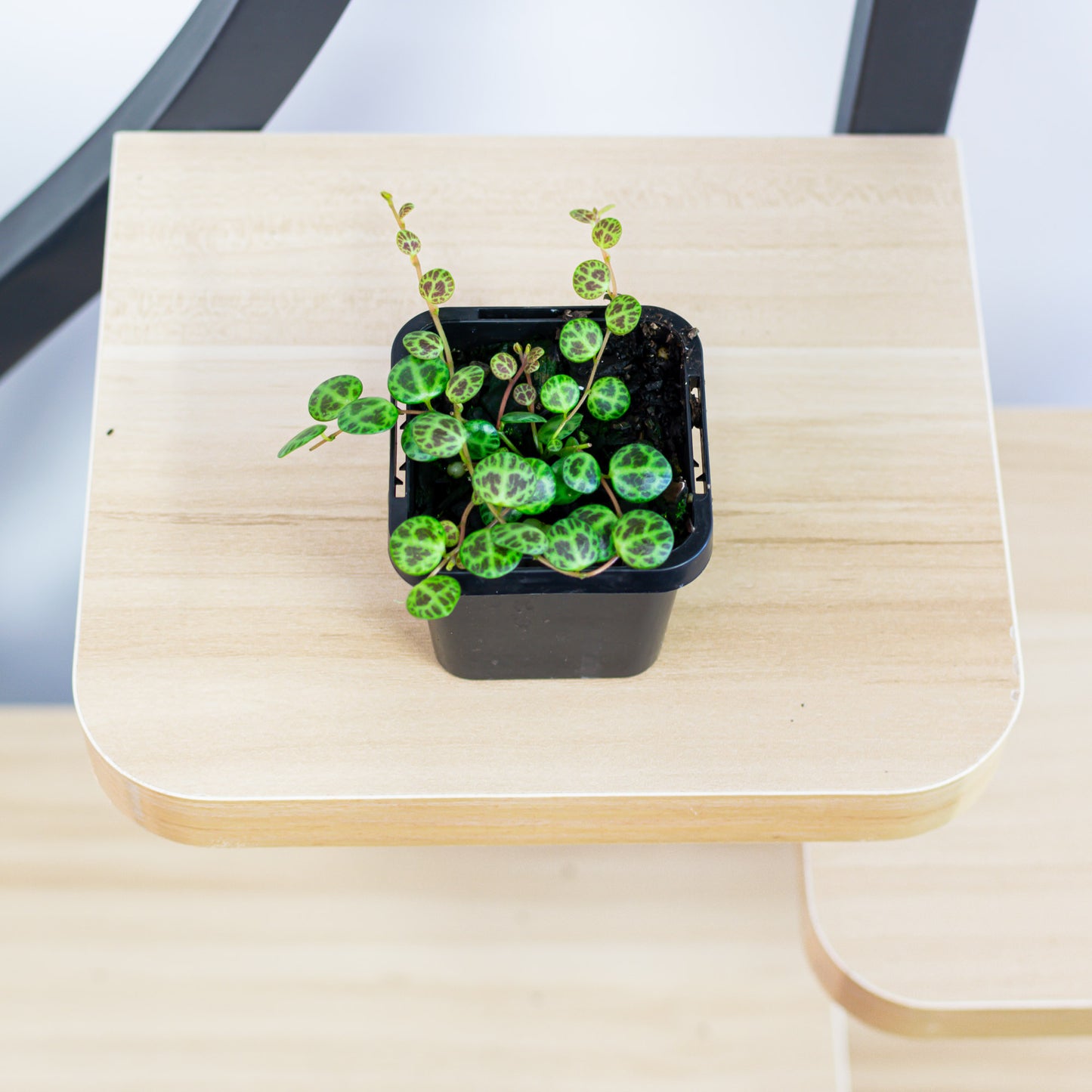 Peperomia String of Turtles