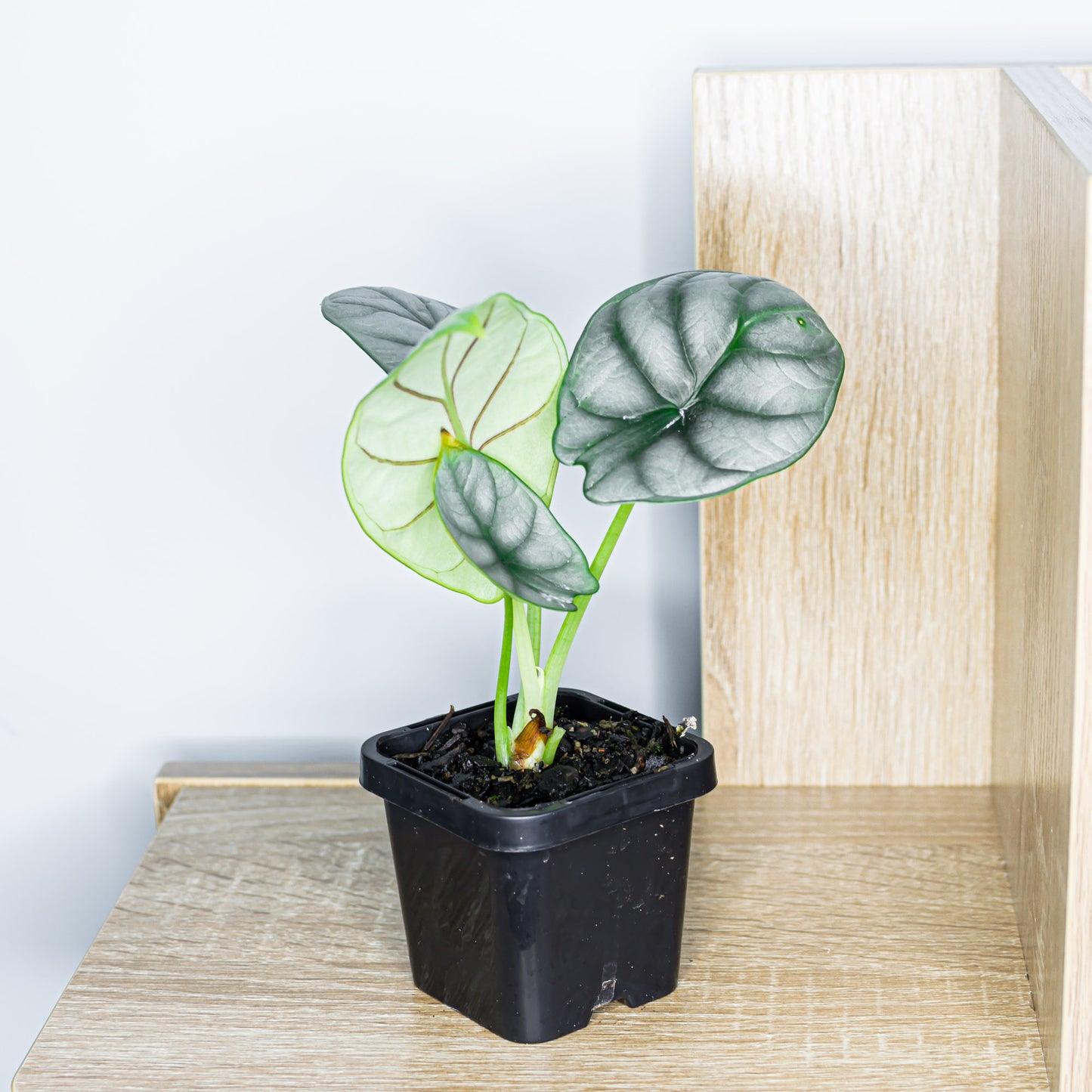 Alocasia Silver Dragon