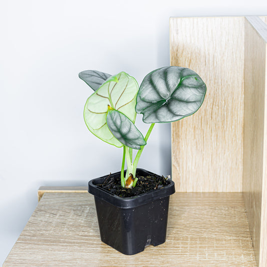 Alocasia Silver Dragon