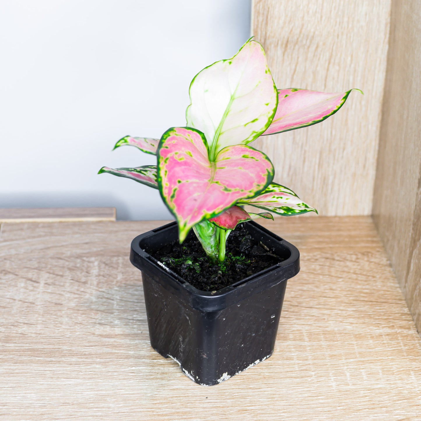 Aglaonema Lucky Red