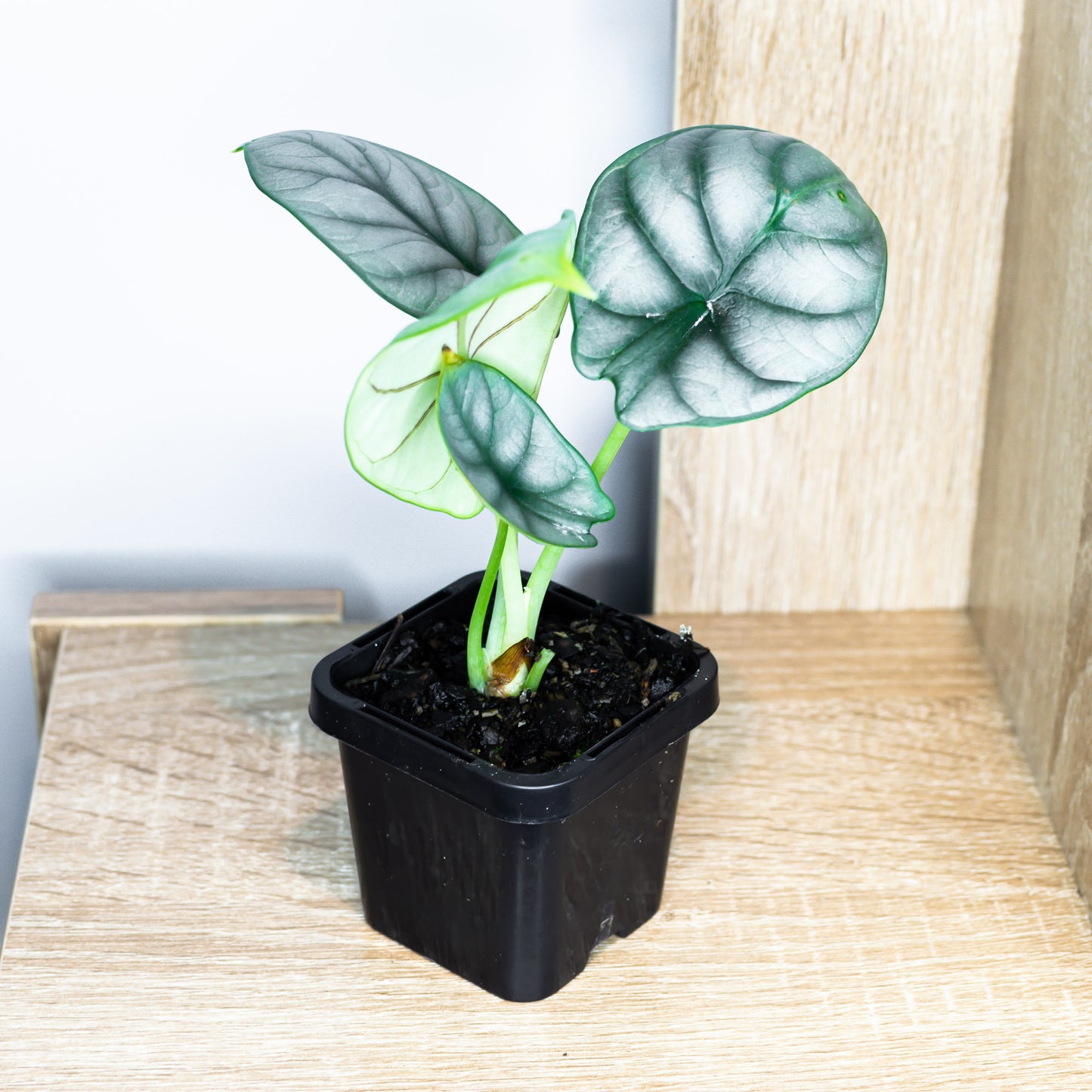 Alocasia Silver Dragon